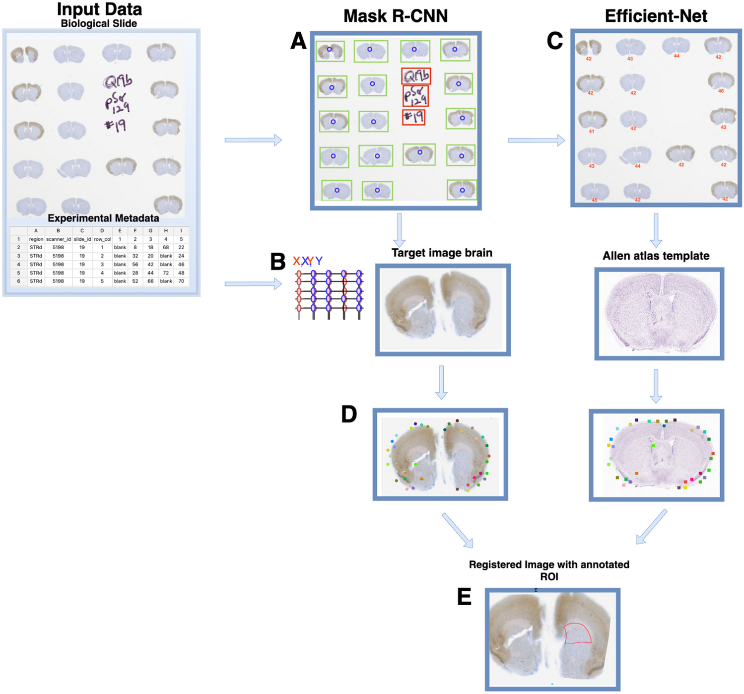 AnNoBrainer, An Automated Annotation of Mouse Brain Images using Deep Learning