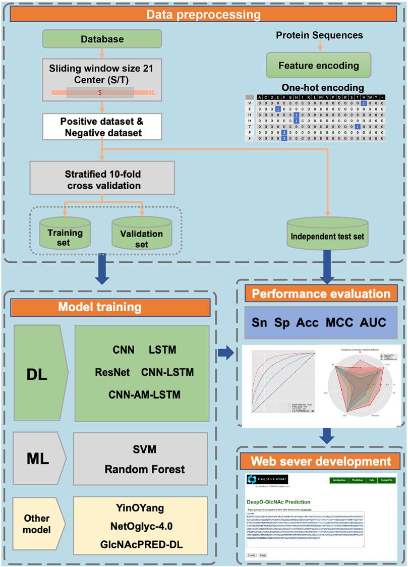 DeepO-GlcNAc: a web server for prediction of protein O-GlcNAcylation sites using deep learning combined with attention mechanism