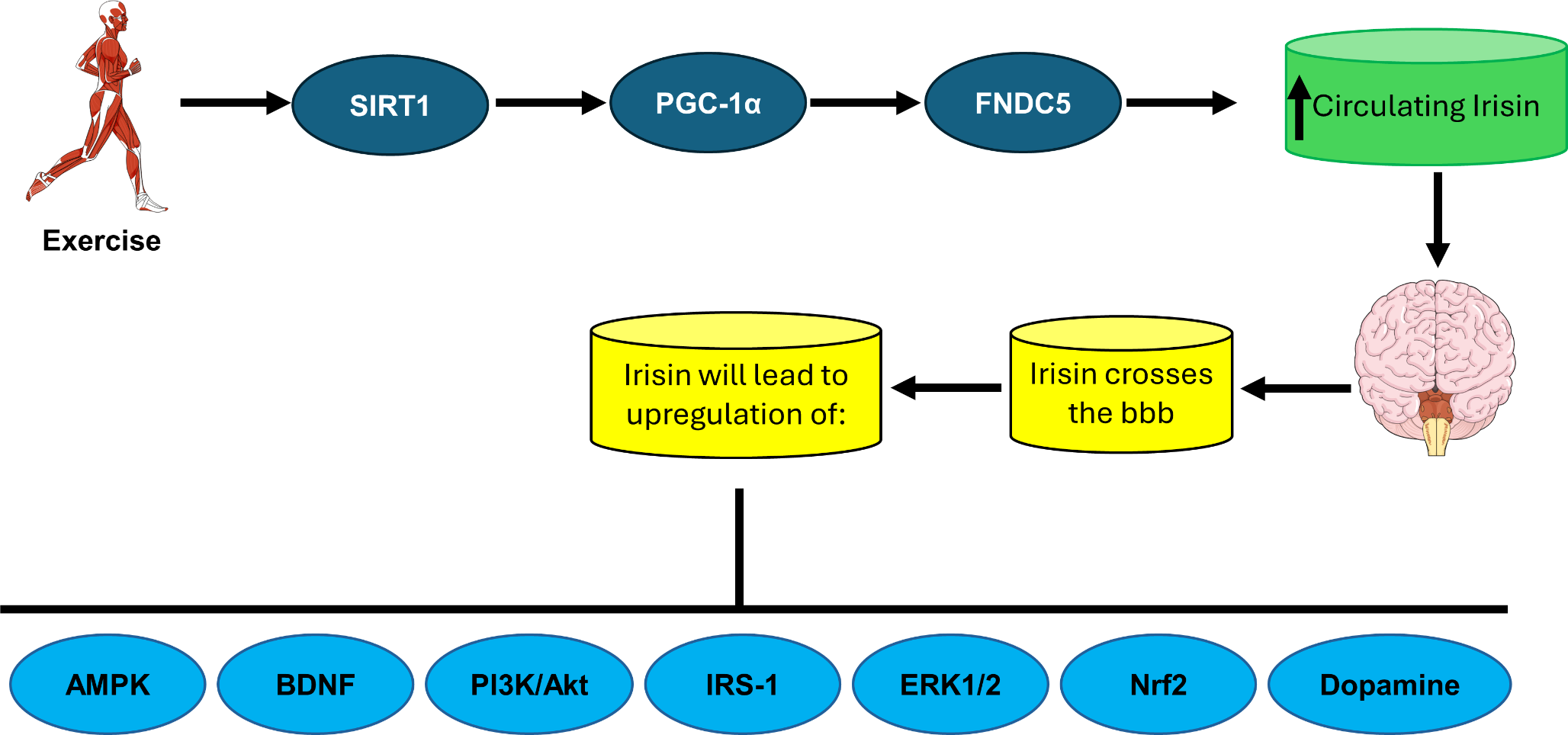 Exercise-produced irisin effects on brain-related pathological conditions