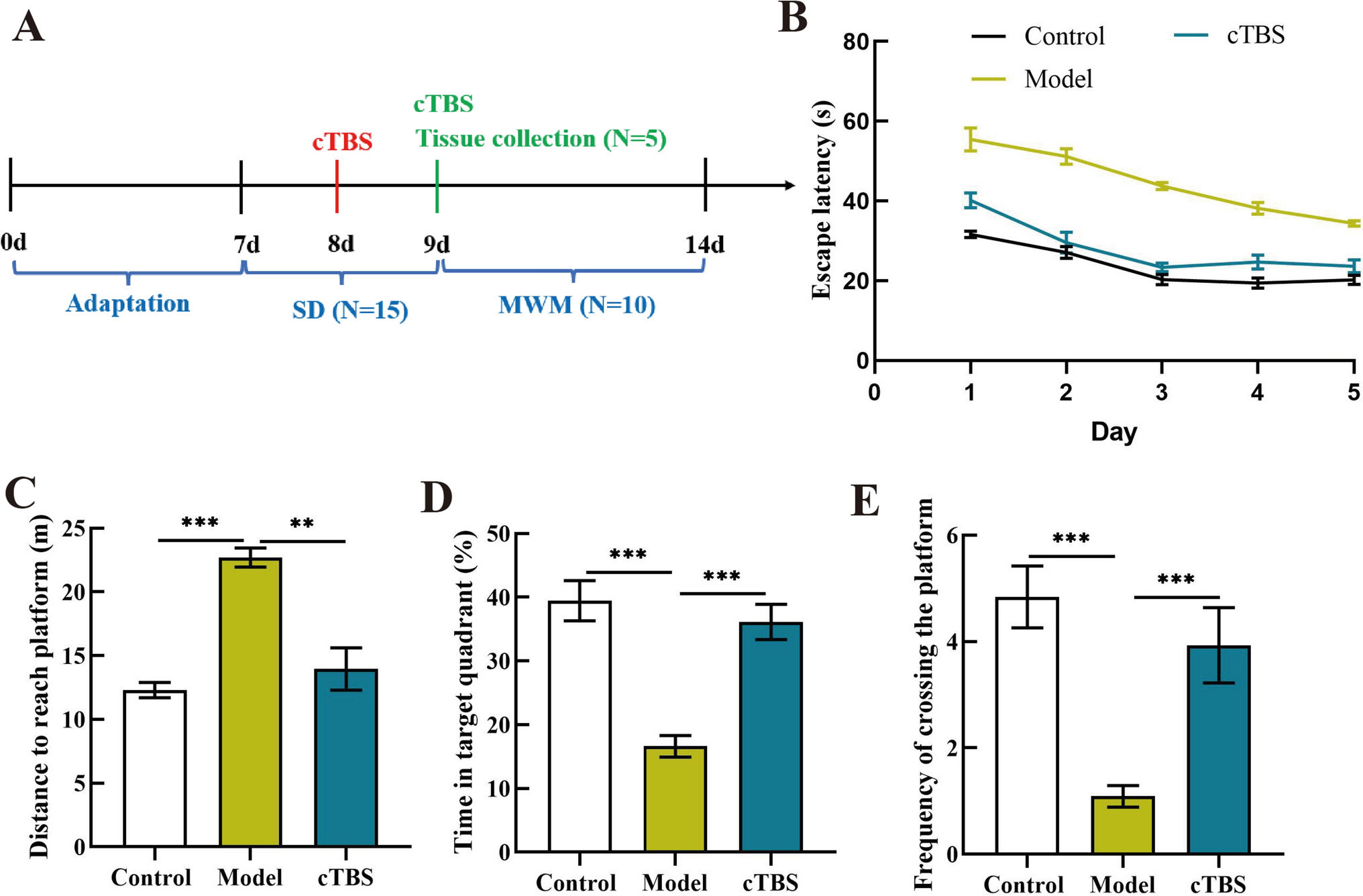 Continuous Theta Burst Stimulation Inhibits Oxidative Stress-Induced Inflammation and Autophagy in Hippocampal Neurons by Activating Glutathione Synthesis Pathway, Improving Cognitive Impairment in Sleep-Deprived Mice