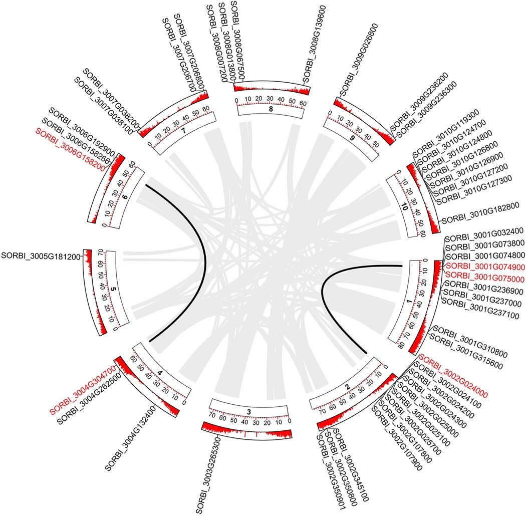 Identification, function validation and haplotype analysis of salt-tolerant genes of lectin receptor kinase gene family in sorghum (Sorghum bicolor L.)