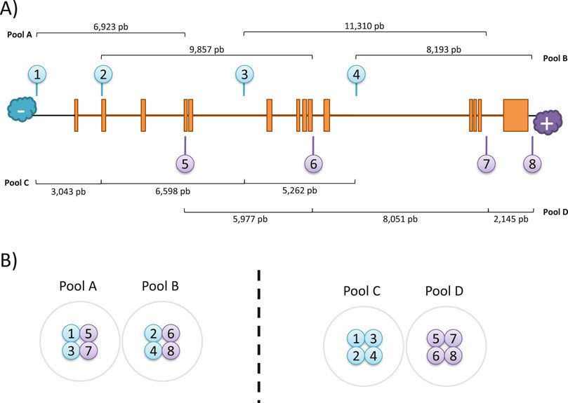 Cas9-targeted-based long-read sequencing for genetic screening of RPE65 locus