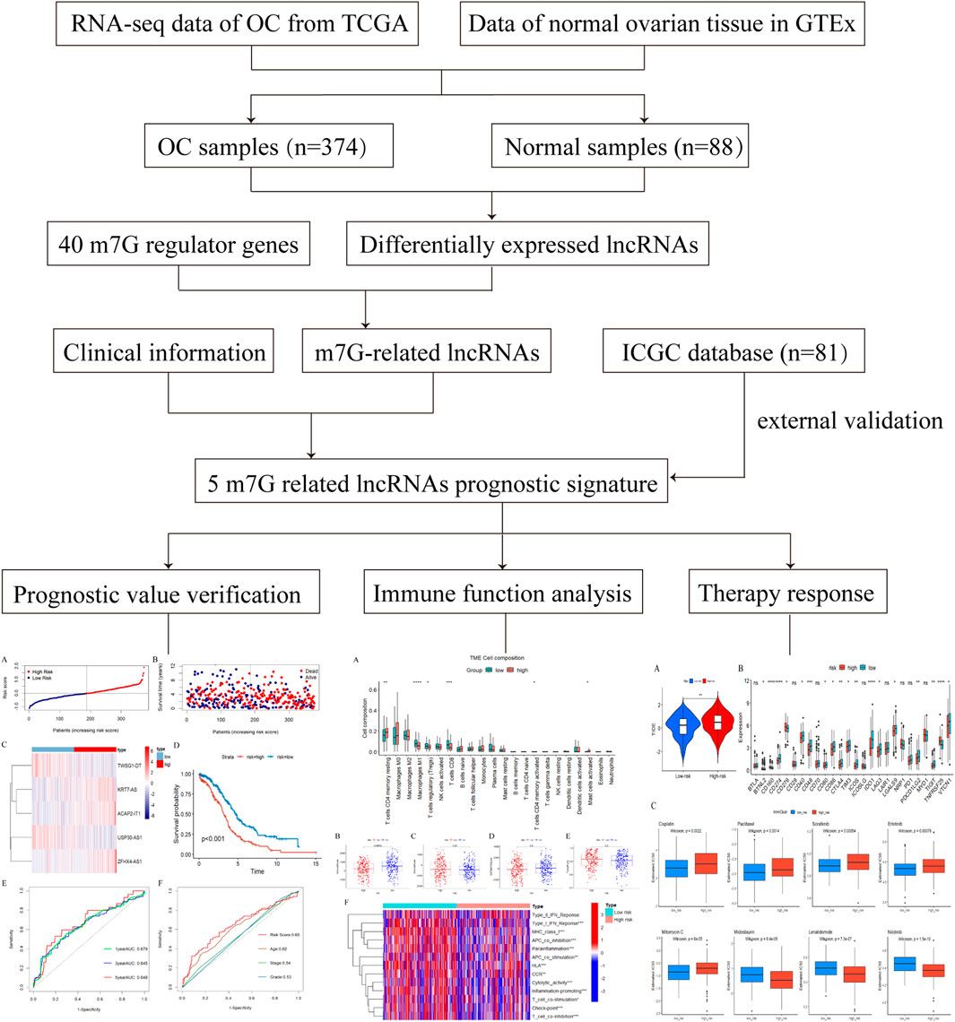 Identification and validation of an m7G-related lncRNAs signature for predicting prognosis, immune response and therapy landscapes in ovarian cancer