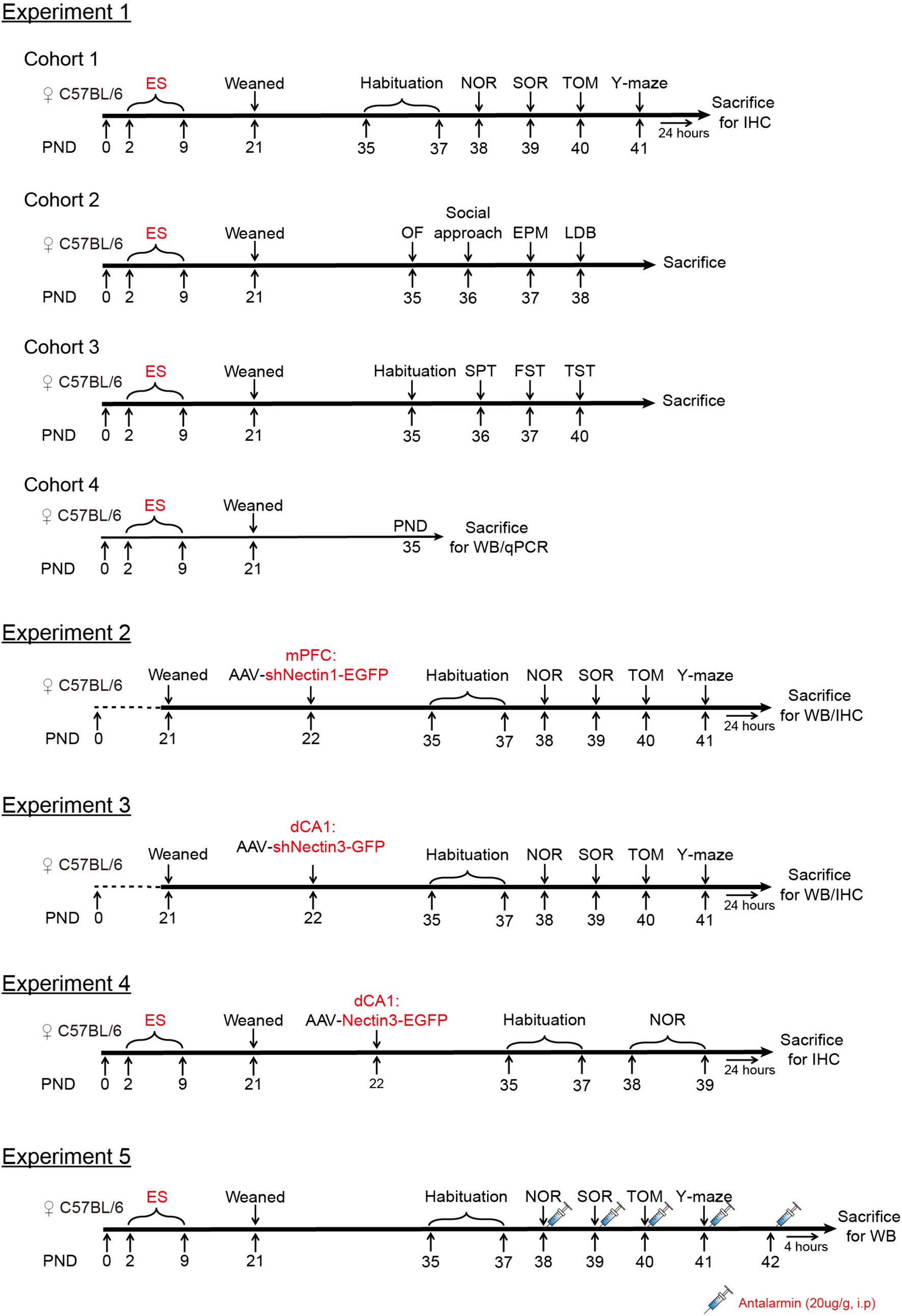 Dorsal CA1 NECTIN3 Reduction Mediates Early-Life Stress-Induced Object Recognition Memory Deficits in Adolescent Female Mice