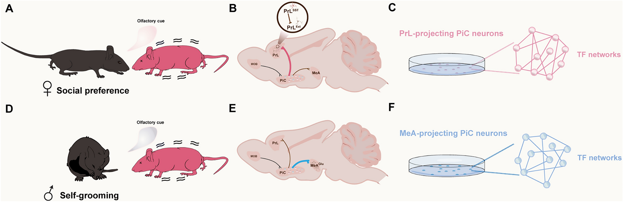 Sex-Differential Neural Circuits and Behavioral Responses for Empathy