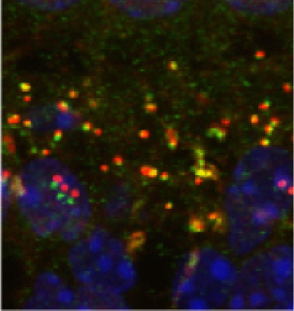 Correction to: Deletion of Luzp2 Does Not Cause Hearing Loss in Mice