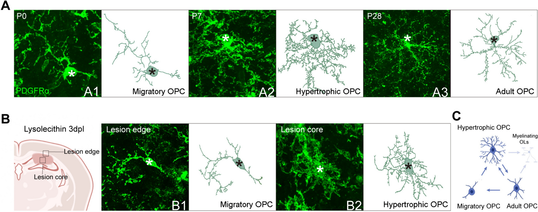 A New Acquaintance of Oligodendrocyte Precursor Cells in the Central Nervous System