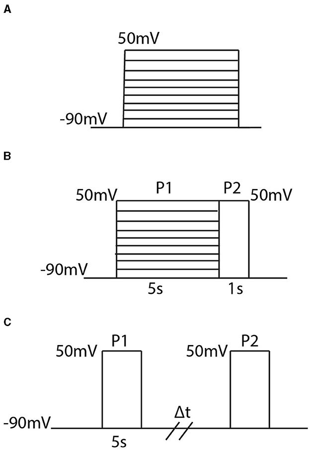 Mathematical models of C-type and N-type inactivating heteromeric voltage gated potassium channels