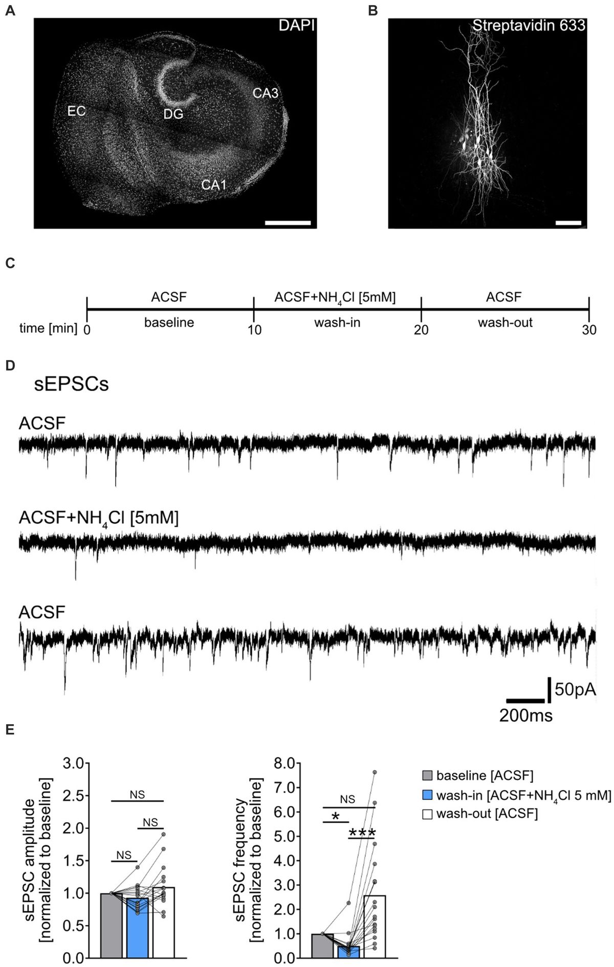 Ammonium chloride reduces excitatory synaptic transmission onto CA1 pyramidal neurons of mouse organotypic slice cultures