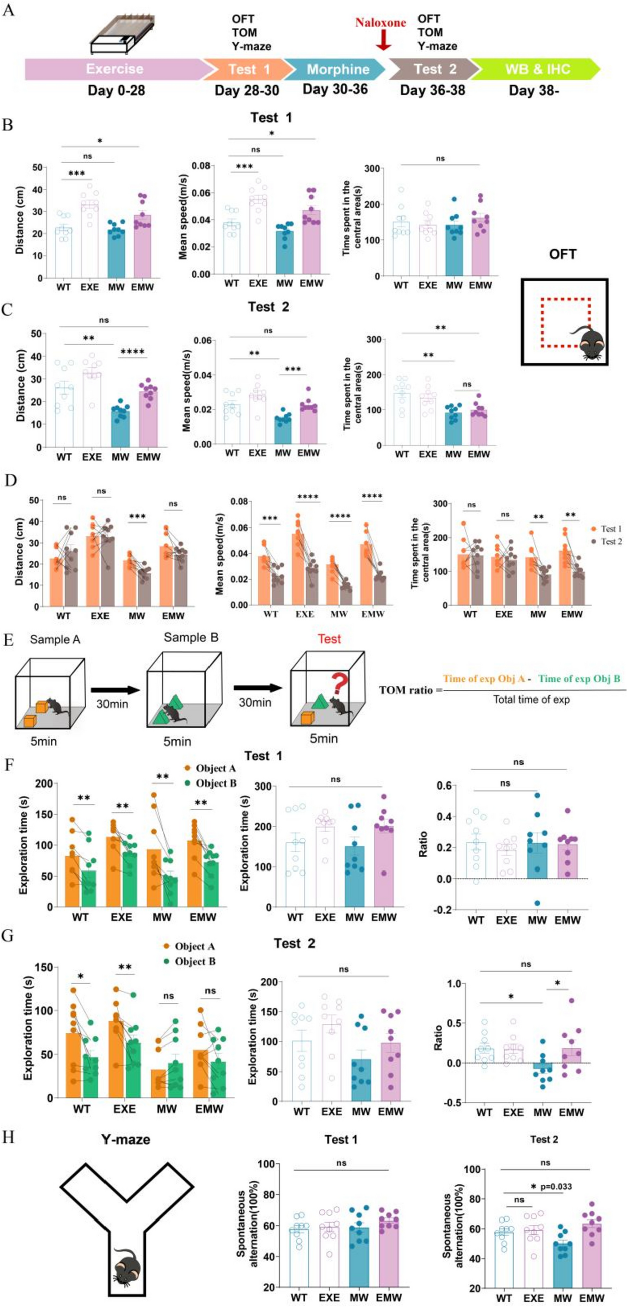 Aerobic exercise prevents and improves cognitive dysfunction caused by morphine withdrawal via regulating endogenous opioid peptides in the brain