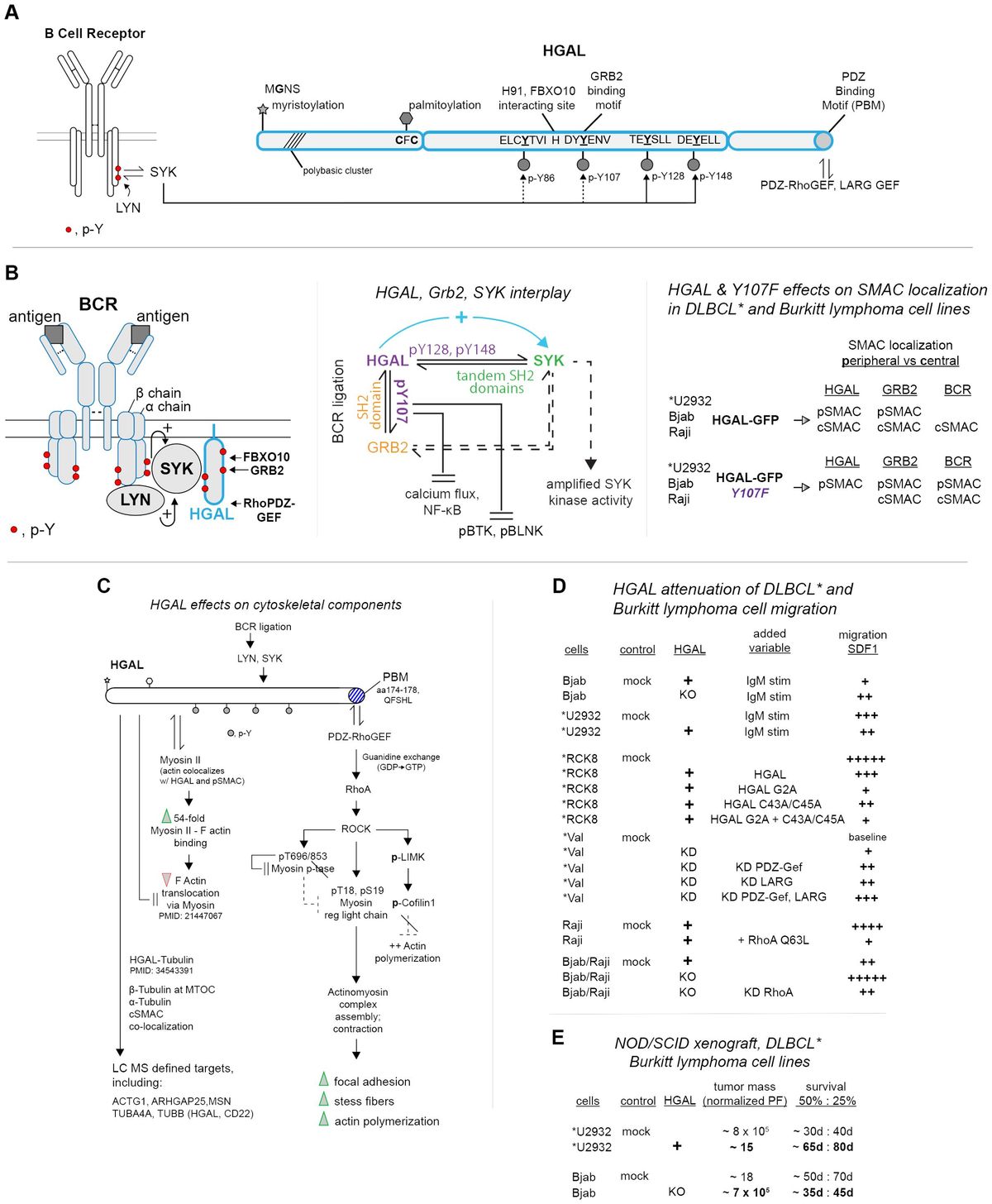 Regulation of BCR-dependent germinal center B-cell formation by HGAL and insight into its emerging myeloid ortholog, C1ORF150