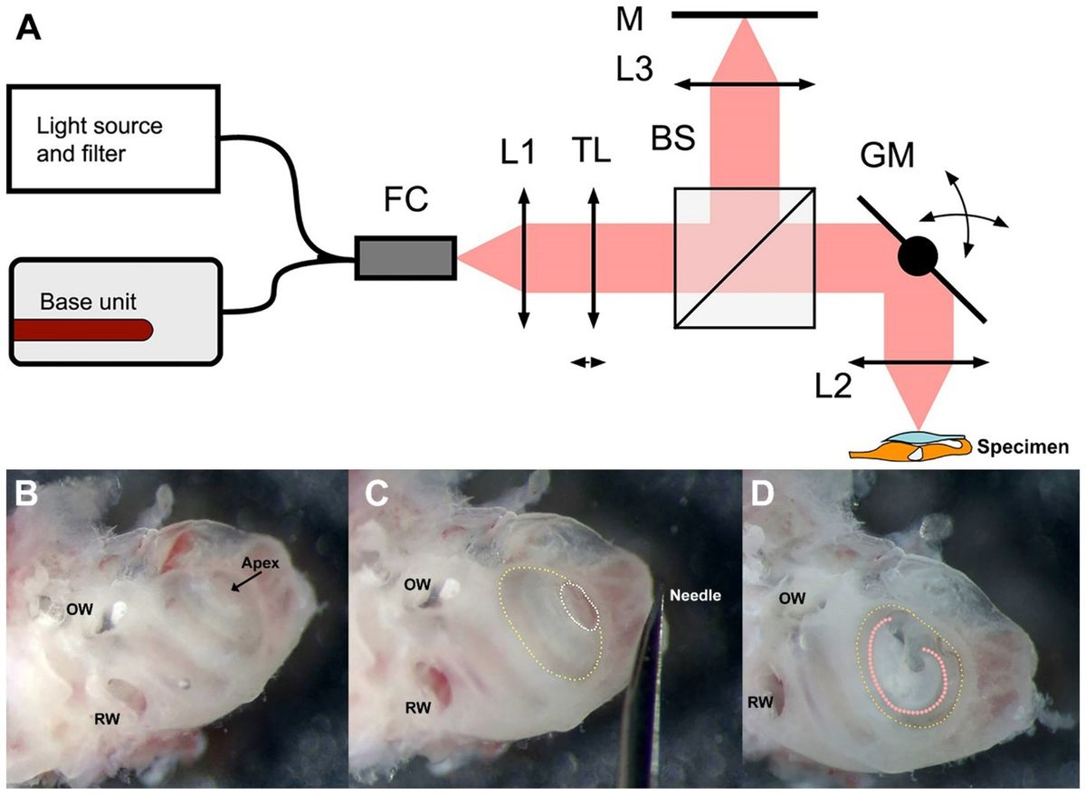 Dynamic micro-optical coherence tomography enables structural and metabolic imaging of the mammalian cochlea