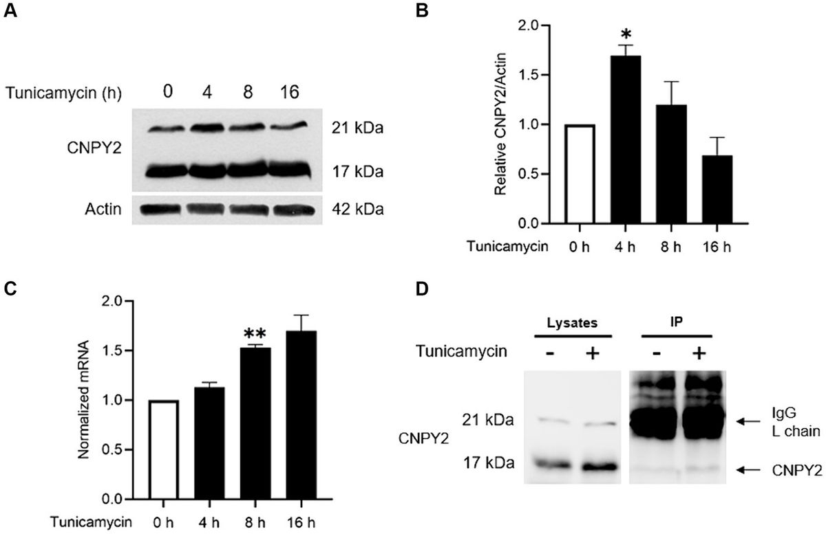 CNPY2 protects against ER stress and is expressed by corticostriatal neurons together with CTIP2 in a mouse model of Huntington’s disease