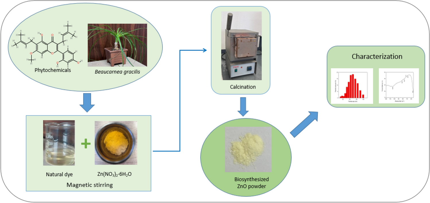 ZnO mesoscale nanoparticles photoluminescence obtained by green synthesis based on Beaucarnea gracilis