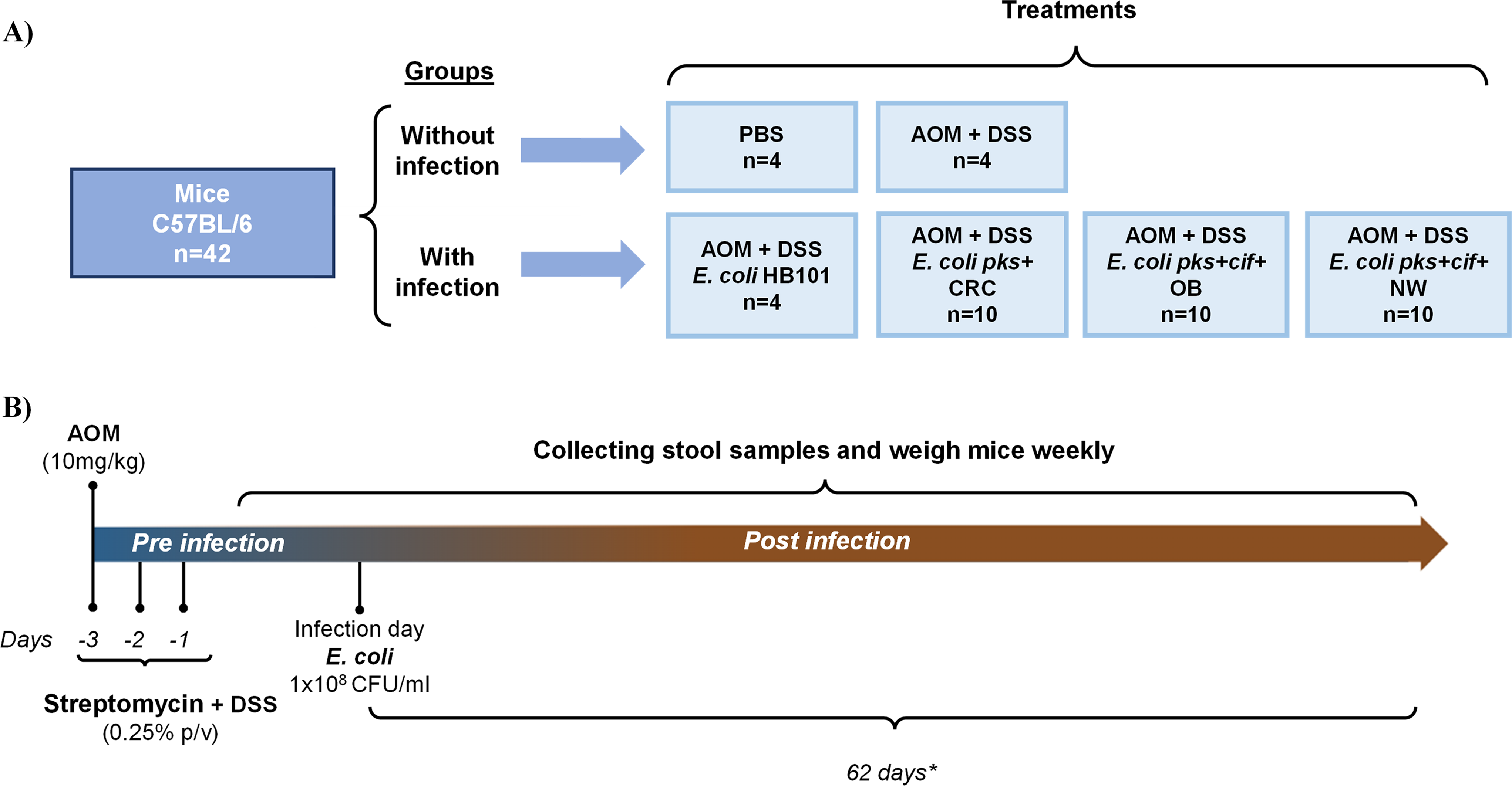 Cyclomodulins-harboring Escherichia coli isolated from obese and normal-weight subjects induces intestinal dysplasia in a mouse model