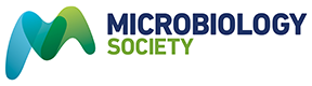 Hydrogenimonas leucolamina sp. nov., a hydrogen- and sulphur-oxidizing mesophilic chemolithoautotroph isolated from a deep-sea hydrothermal vent chimney at the Suiyo Seamount in the Western Pacific Ocean