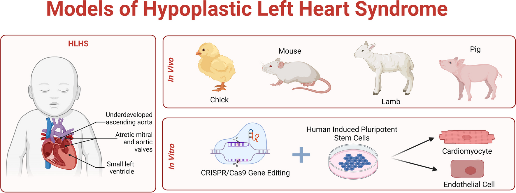 In Vivo and In Vitro Approaches to Modeling Hypoplastic Left Heart Syndrome