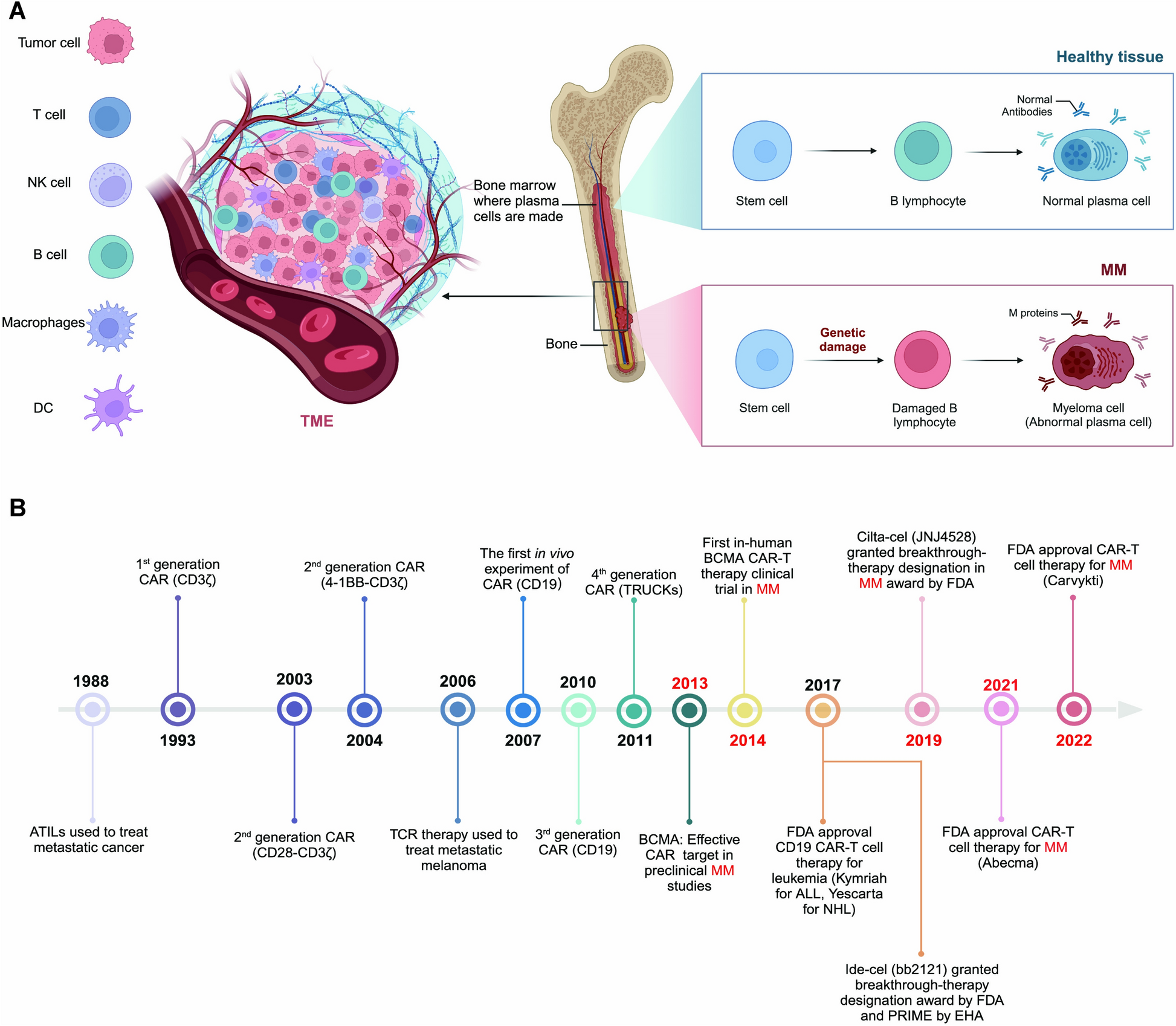 Advances in adoptive cellular immunotherapy and therapeutic breakthroughs in multiple myeloma