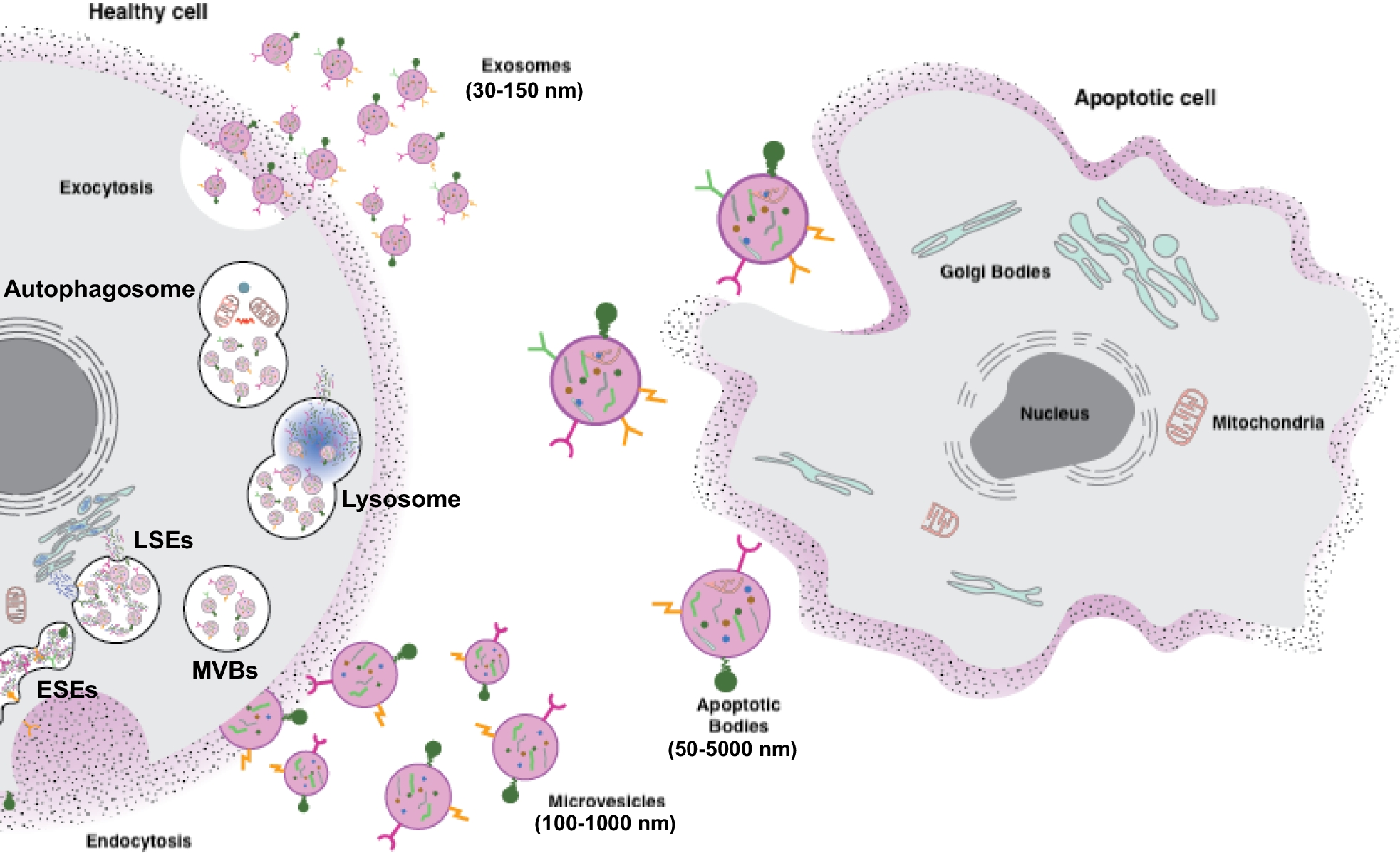 An Update on Emerging Regenerative Medicine Applications: The Use of Extracellular Vesicles and Exosomes for the Management of Chronic Pain