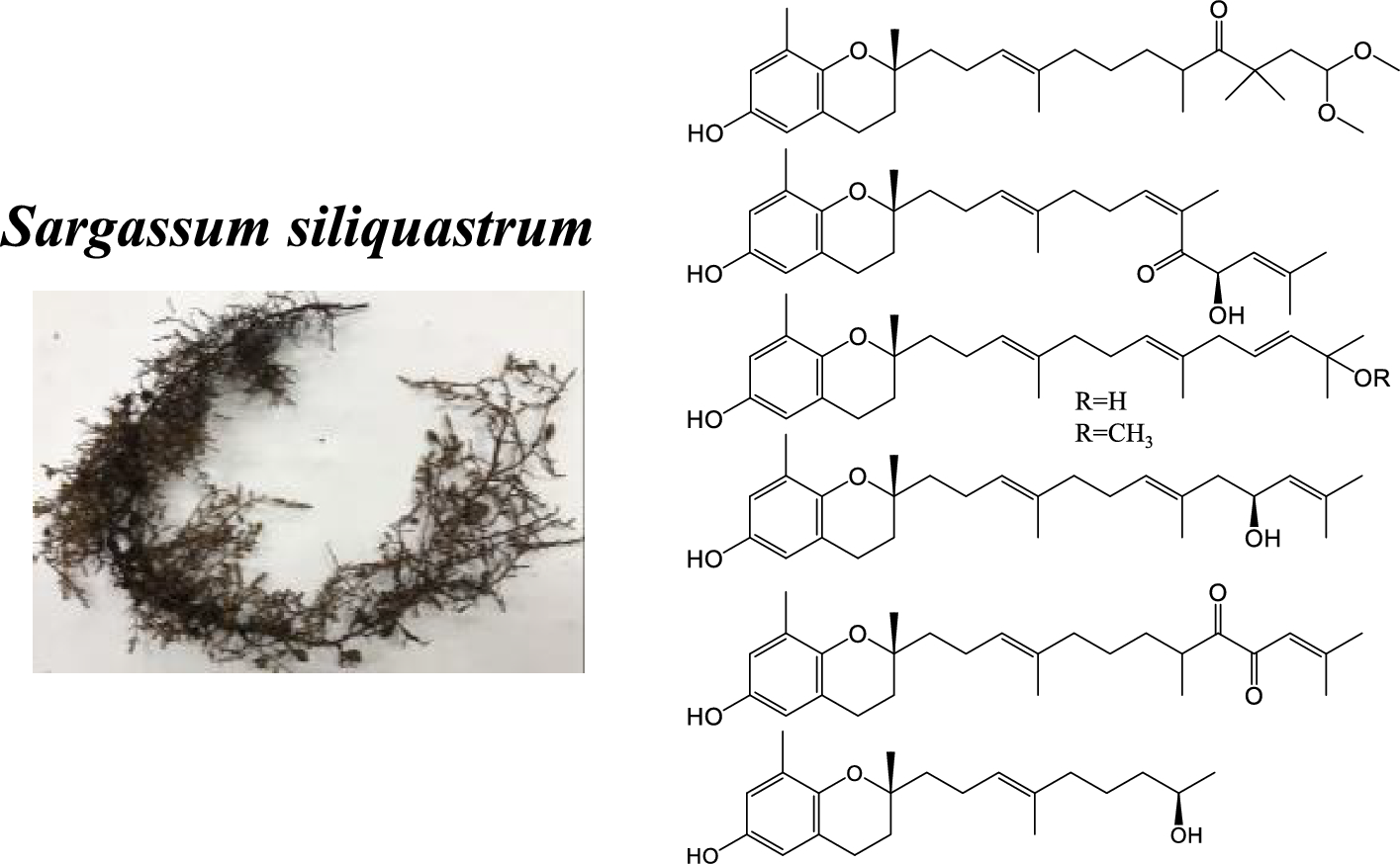 Seven undescribed meroterpenoids from Sargassum siliquastrum and their inhibitory activity against amyloid β aggregation