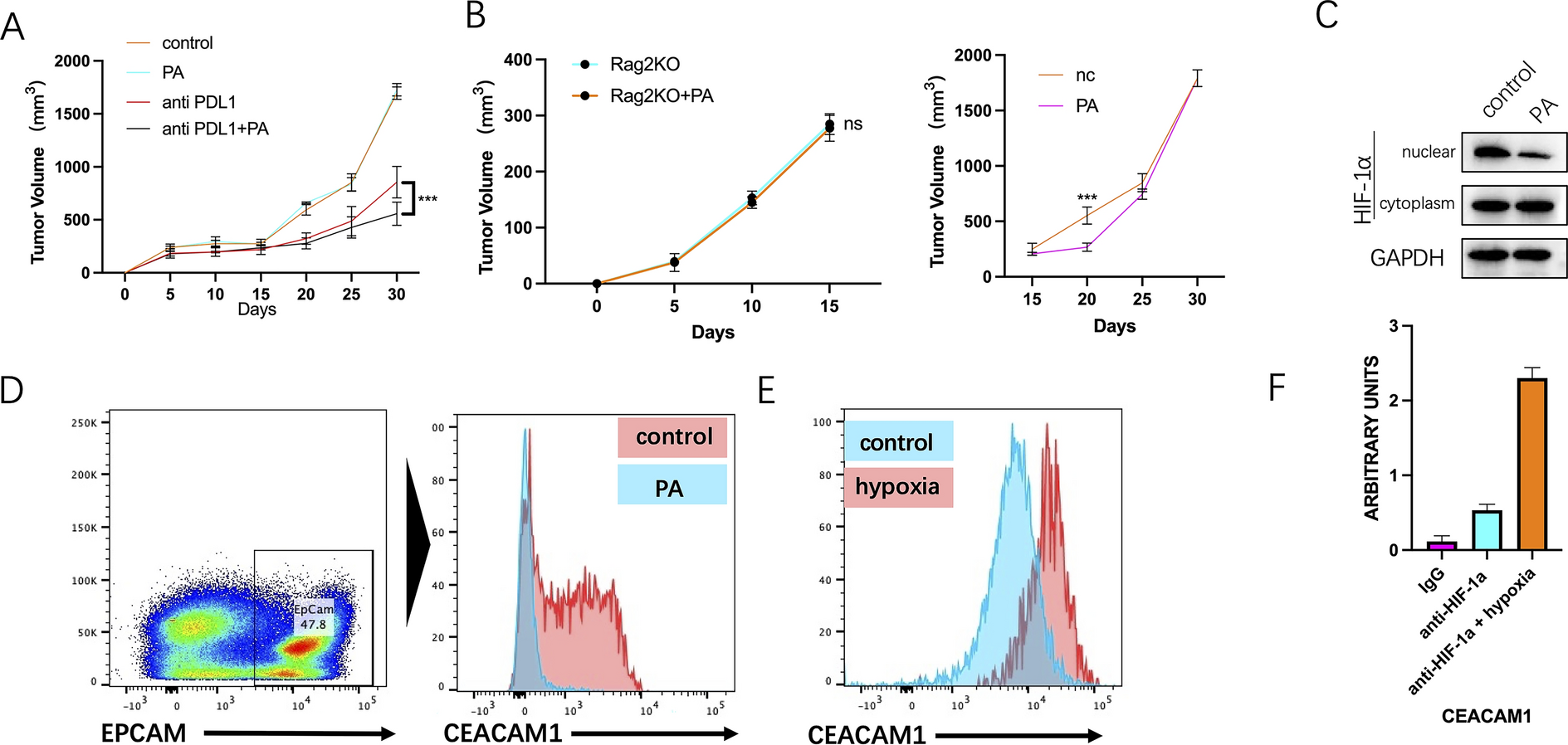 Physical activity enhances the effect of immune checkpoint blockade by inhibiting the intratumoral HIF1-α/CEACM1 axis