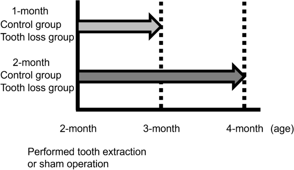 Tooth loss in young mice is associated with cognitive decline and femur-bone mineral density