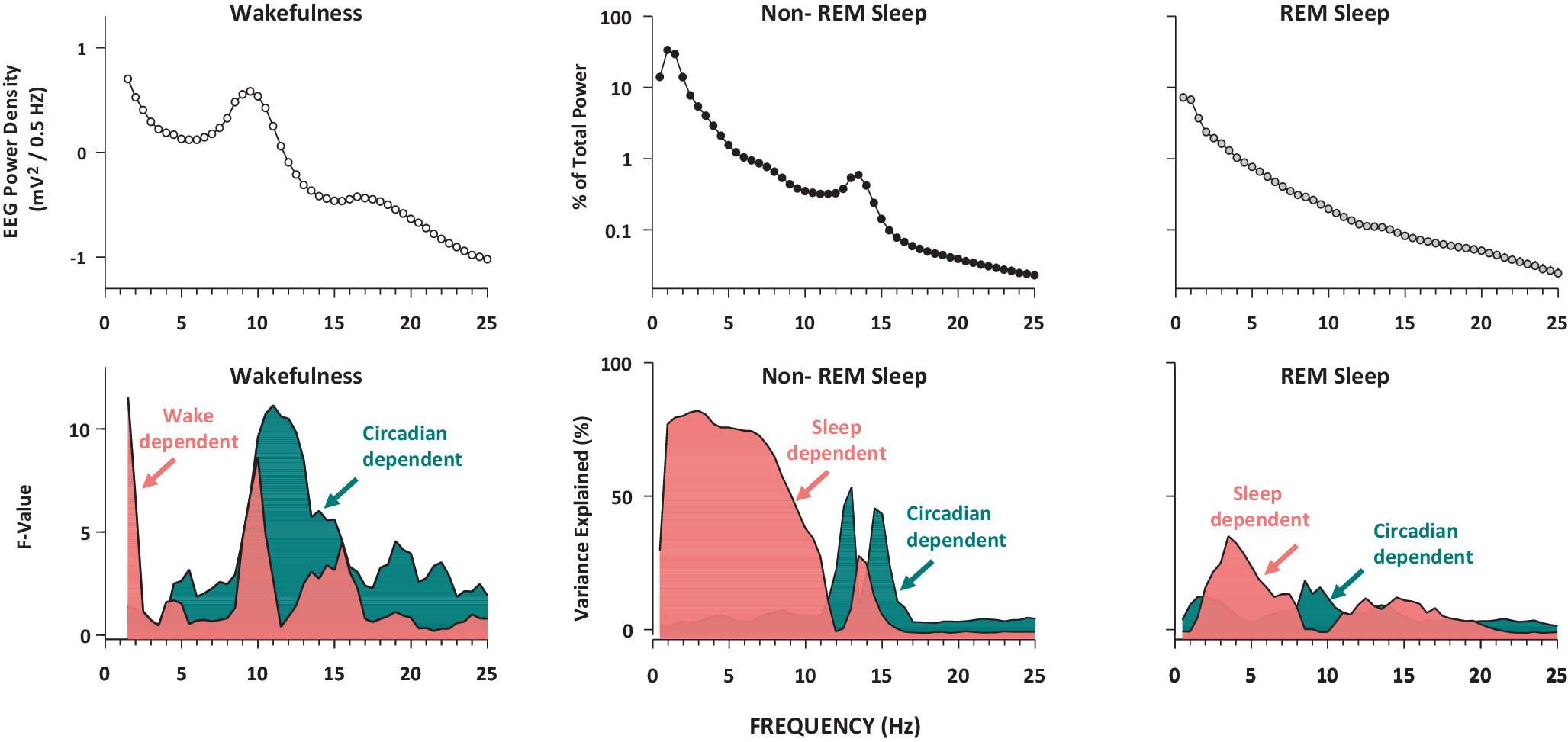 Circadian and sleep–wake homeostatic modulation of EEG activity during sleep and wakefulness