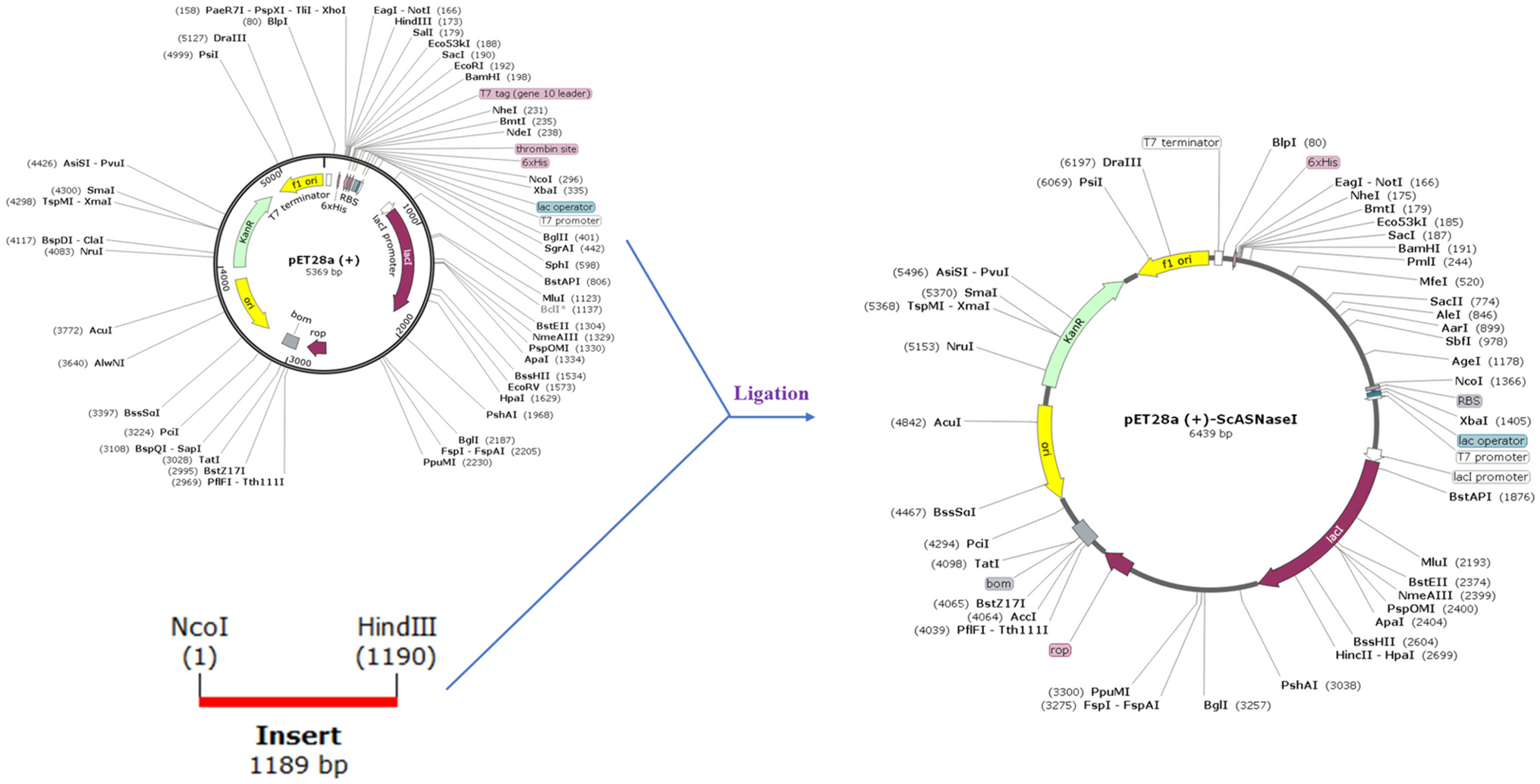 Optimizing recombinant production of L-asparaginase 1 from Saccharomyces cerevisiae using response surface methodology