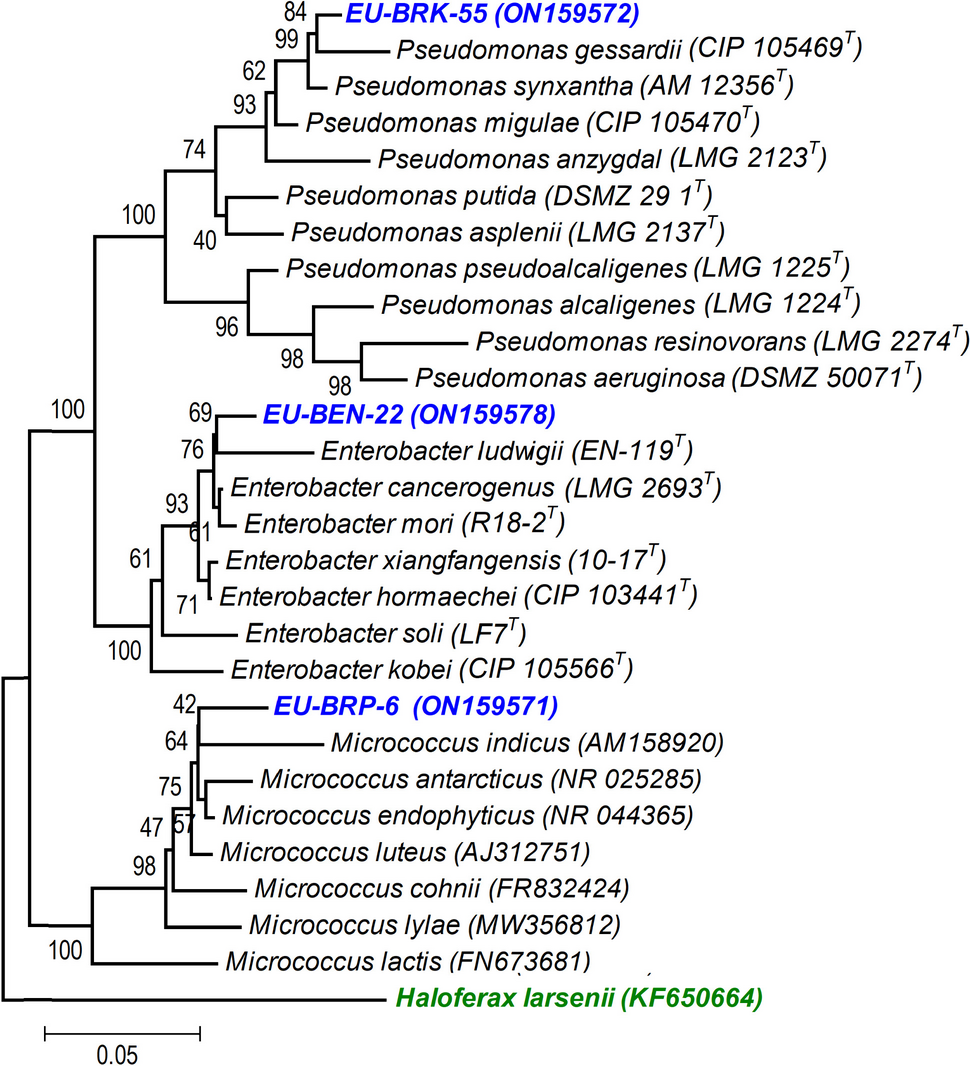 Microbial consortium with multifunctional attributes for the plant growth of eggplant (Solanum melongena L.)