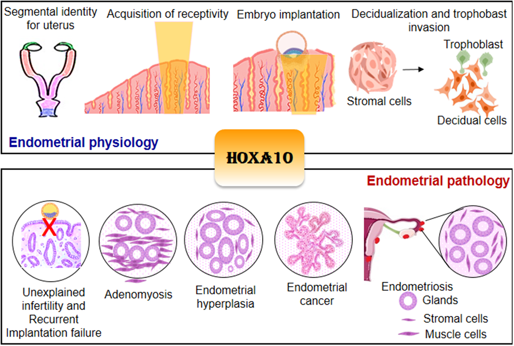 Role of HOXA10 in pathologies of the endometrium