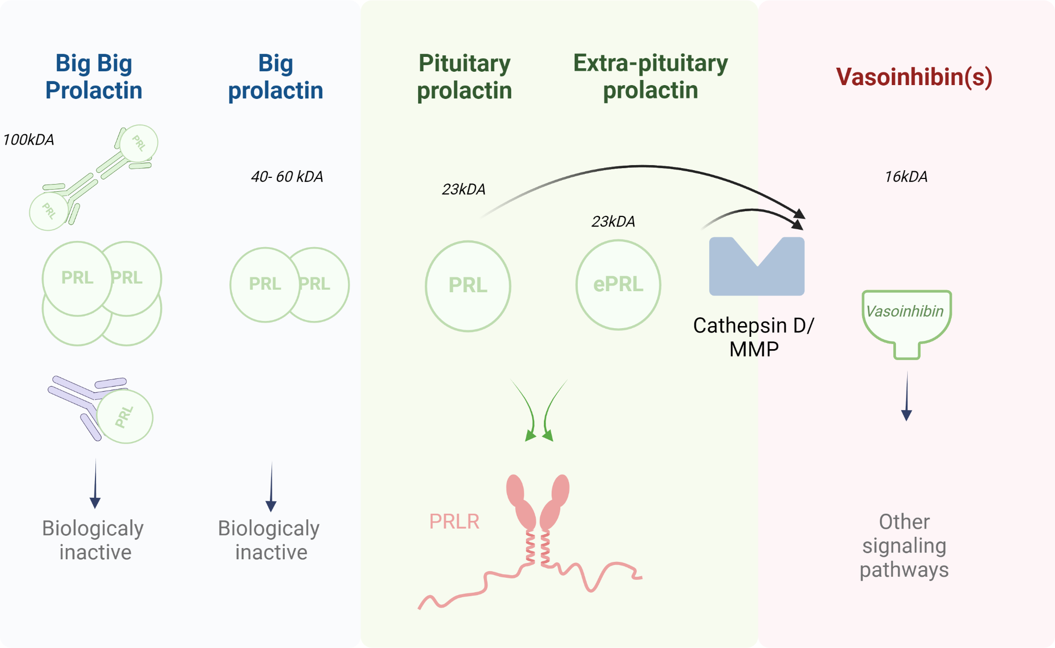 Prolactin: structure, receptors, and functions