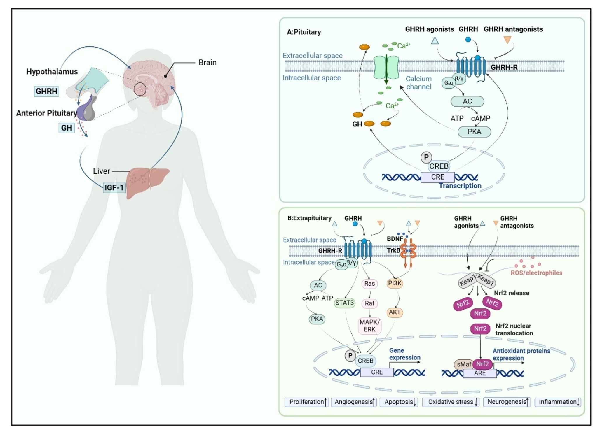 GHRH and its analogues in central nervous system diseases