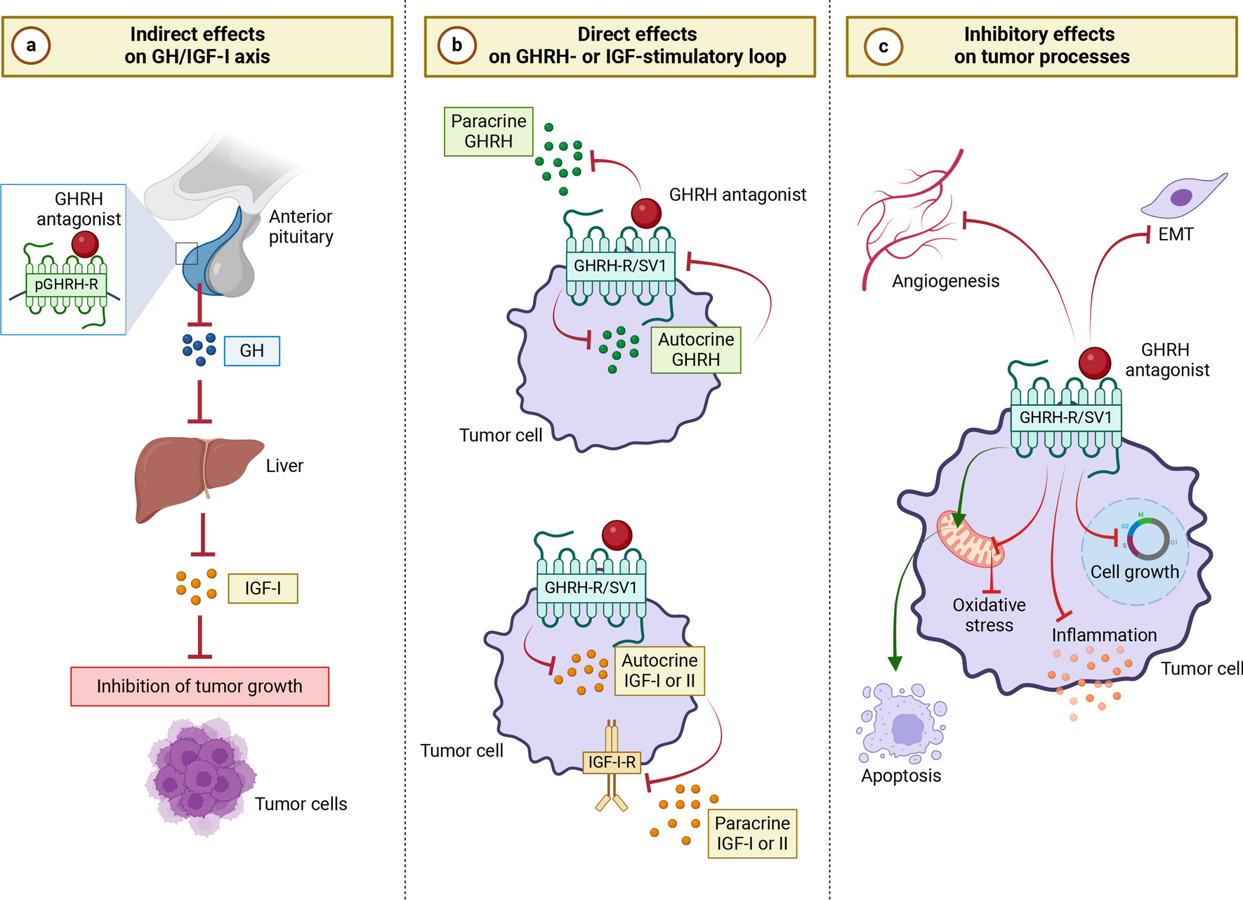 Growth hormone-releasing hormone and cancer