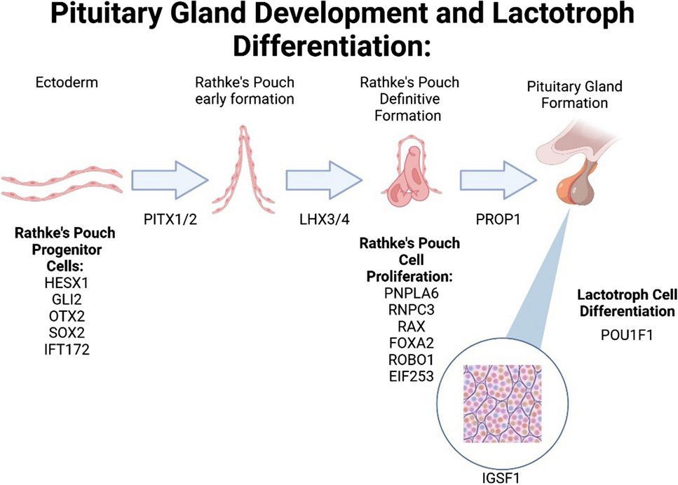 The molecular basis of hypoprolactinaemia