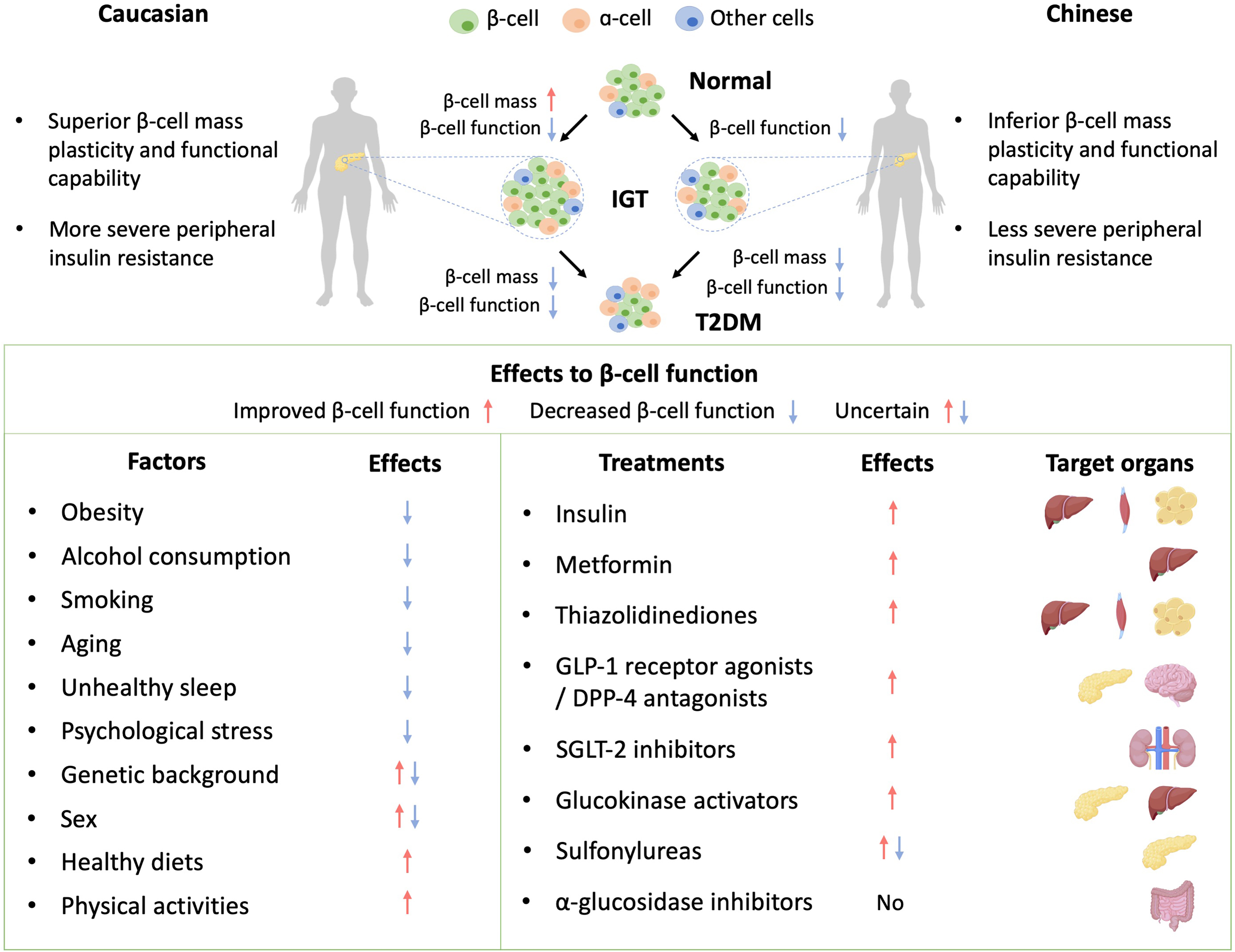 Clinical research progress on β-cell dysfunction in T2DM development in the Chinese population