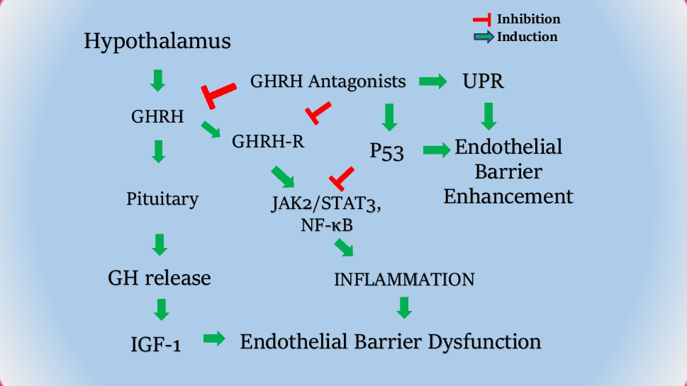 Growth hormone – releasing hormone in the immune system