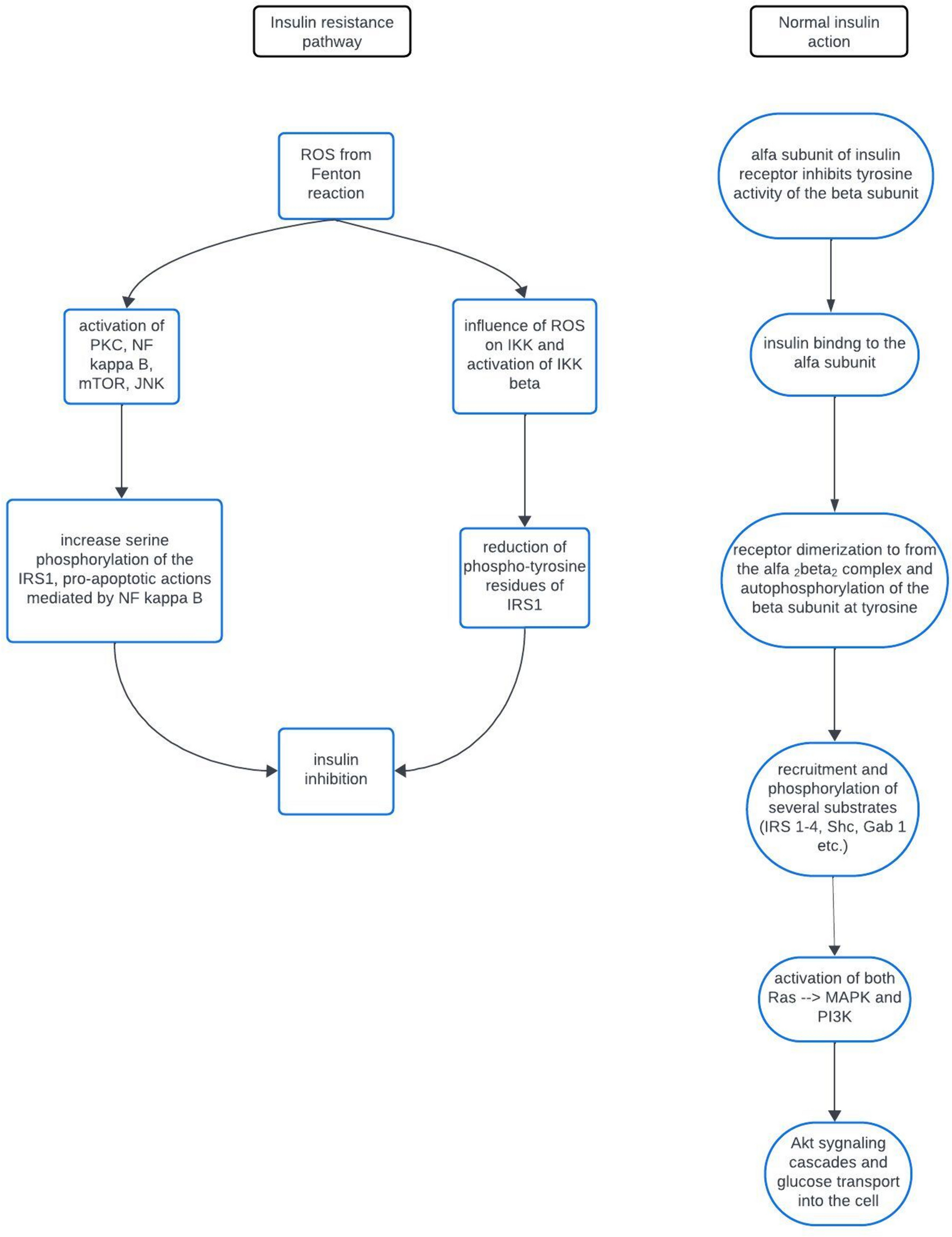 Iron homeostasis and insulin sensitivity: unraveling the complex interactions