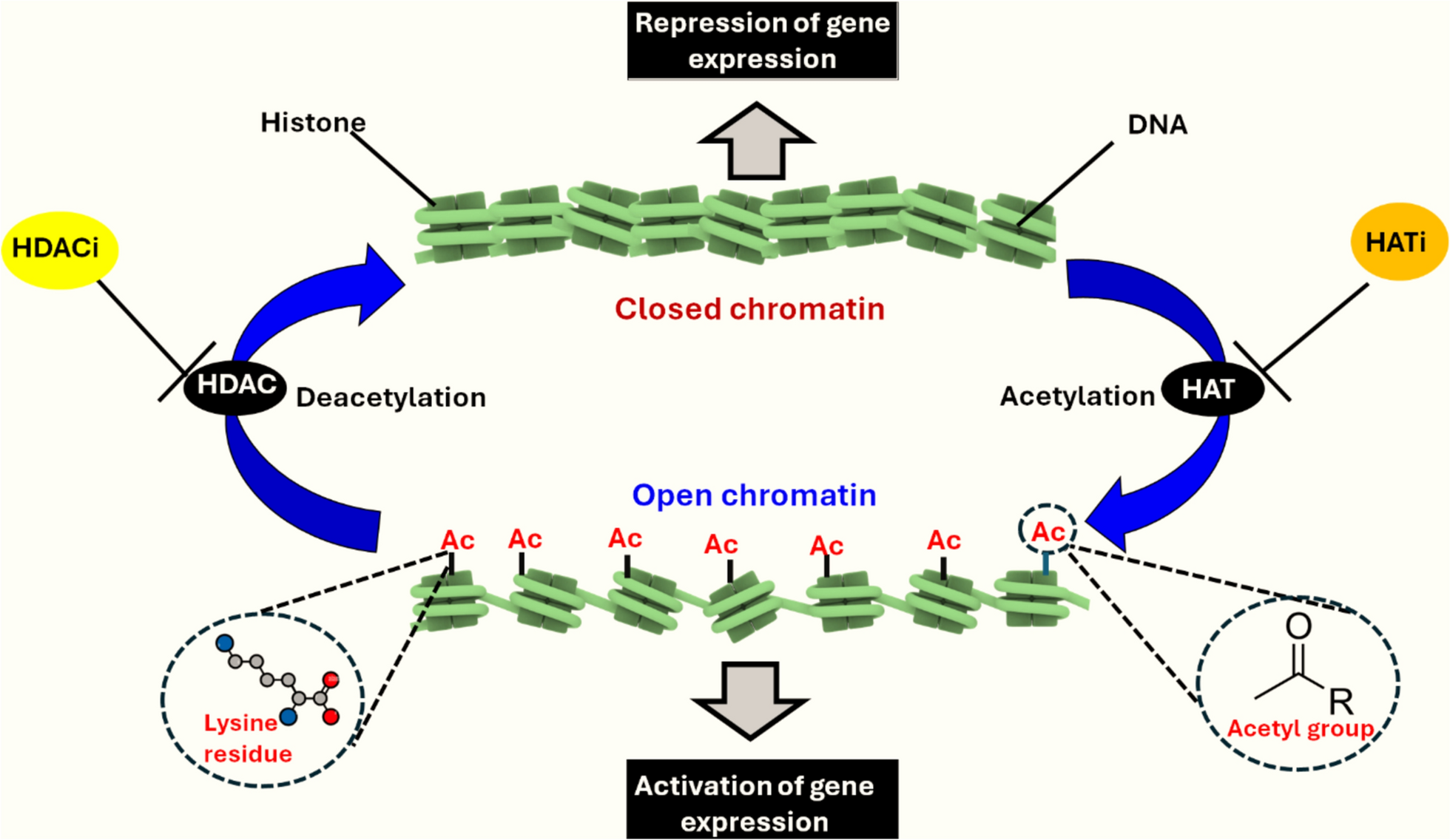 Repurposing Plant-Based Histone Acetyltransferase Inhibitors: A Review of Novel Therapeutic Strategies Against Drug-Resistant Fungal Biofilms