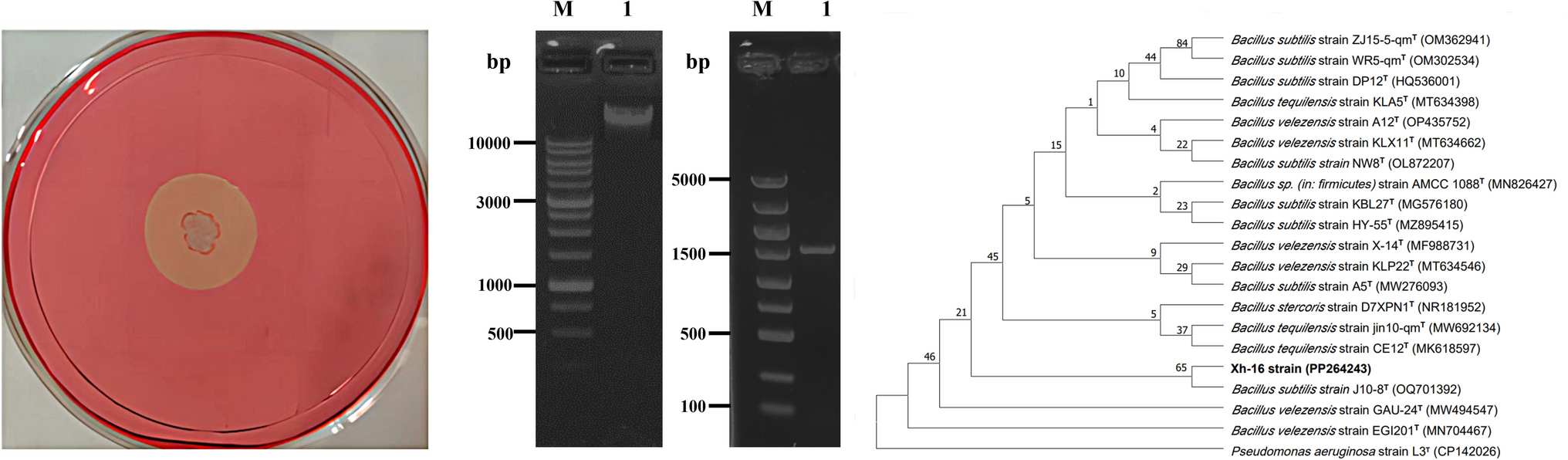 Screening, Gene Cloning and Expression of Cellulase-Producing Strain Bacillus subtilis Xh-16