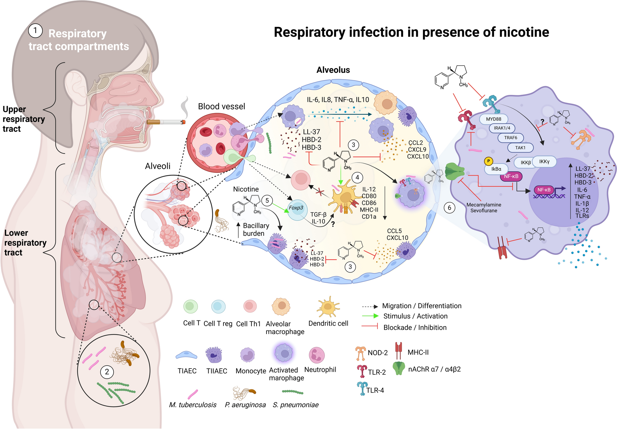 Effect of Nicotine on Pulmonary Pathogenic Bacteria