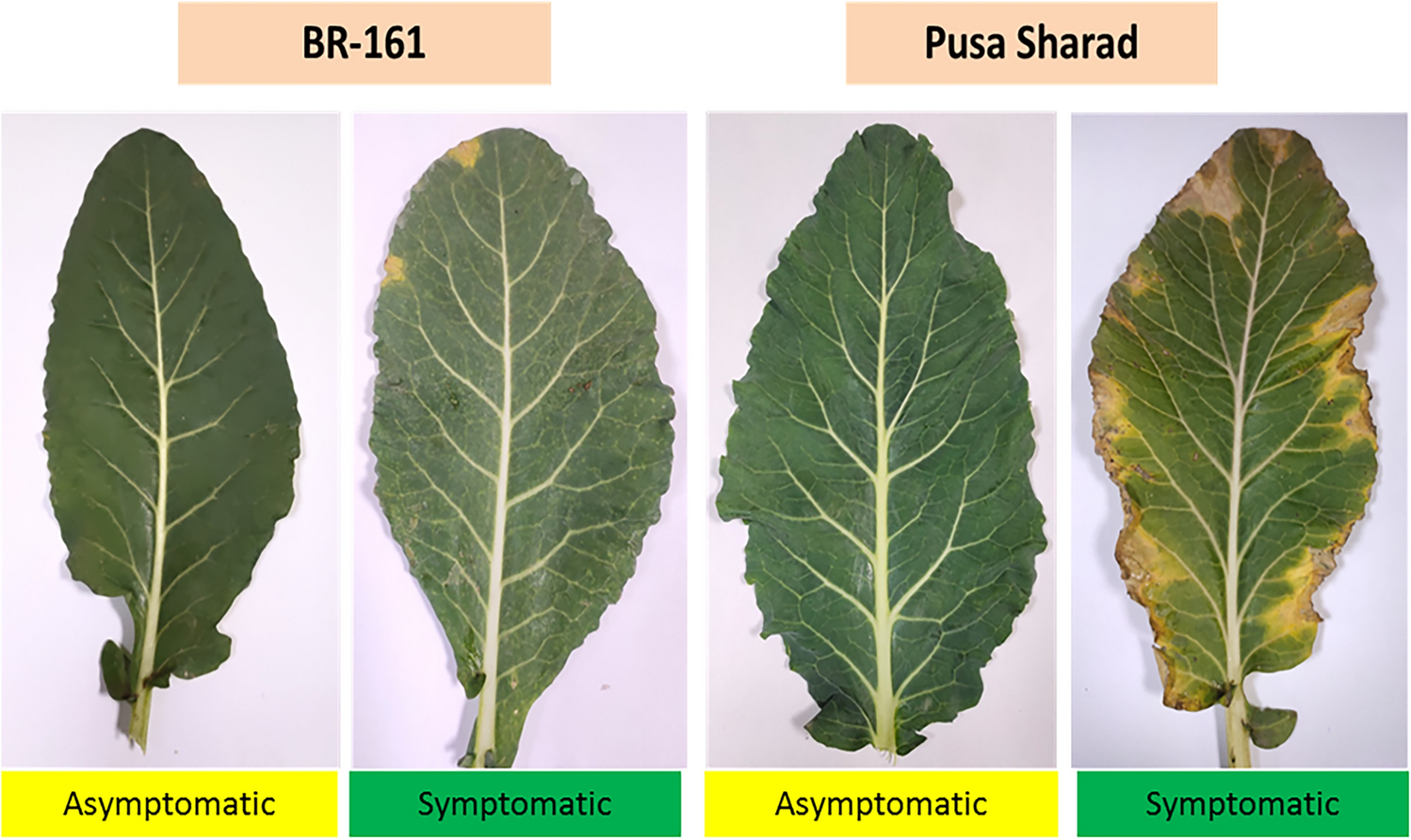 Deciphering Phyllomicrobiome of Cauliflower Leaf: Revelation by Metagenomic and Microbiological Analysis of Tolerant and Susceptible Genotypes Against Black Rot Disease