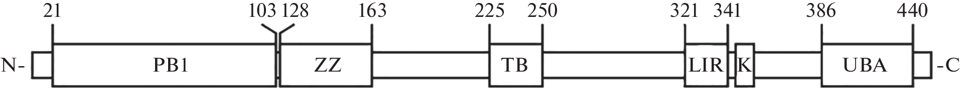 p62: Intersection of Antioxidant Defense and Autophagy Pathways