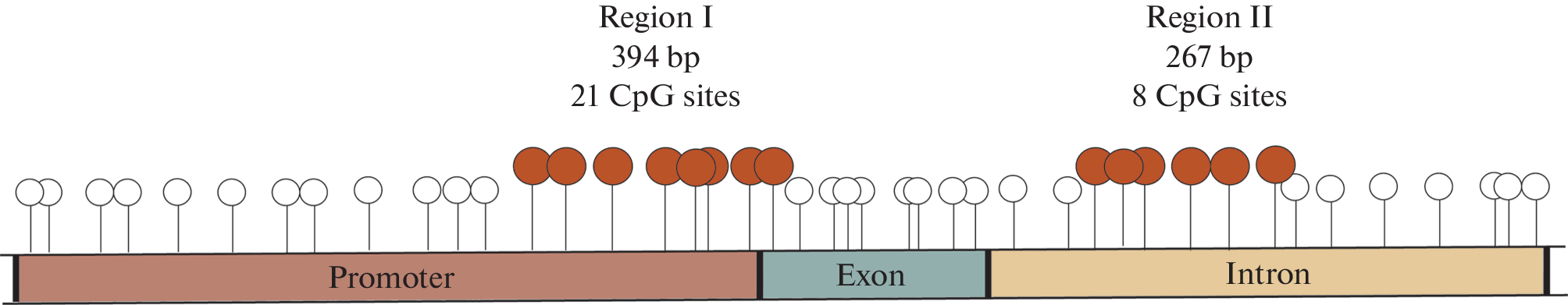 Methylation of Selected CpG-Sites of the Gene CSF1 as a Factor in Regulation of Its Expression and a Marker of Human Biological Aging