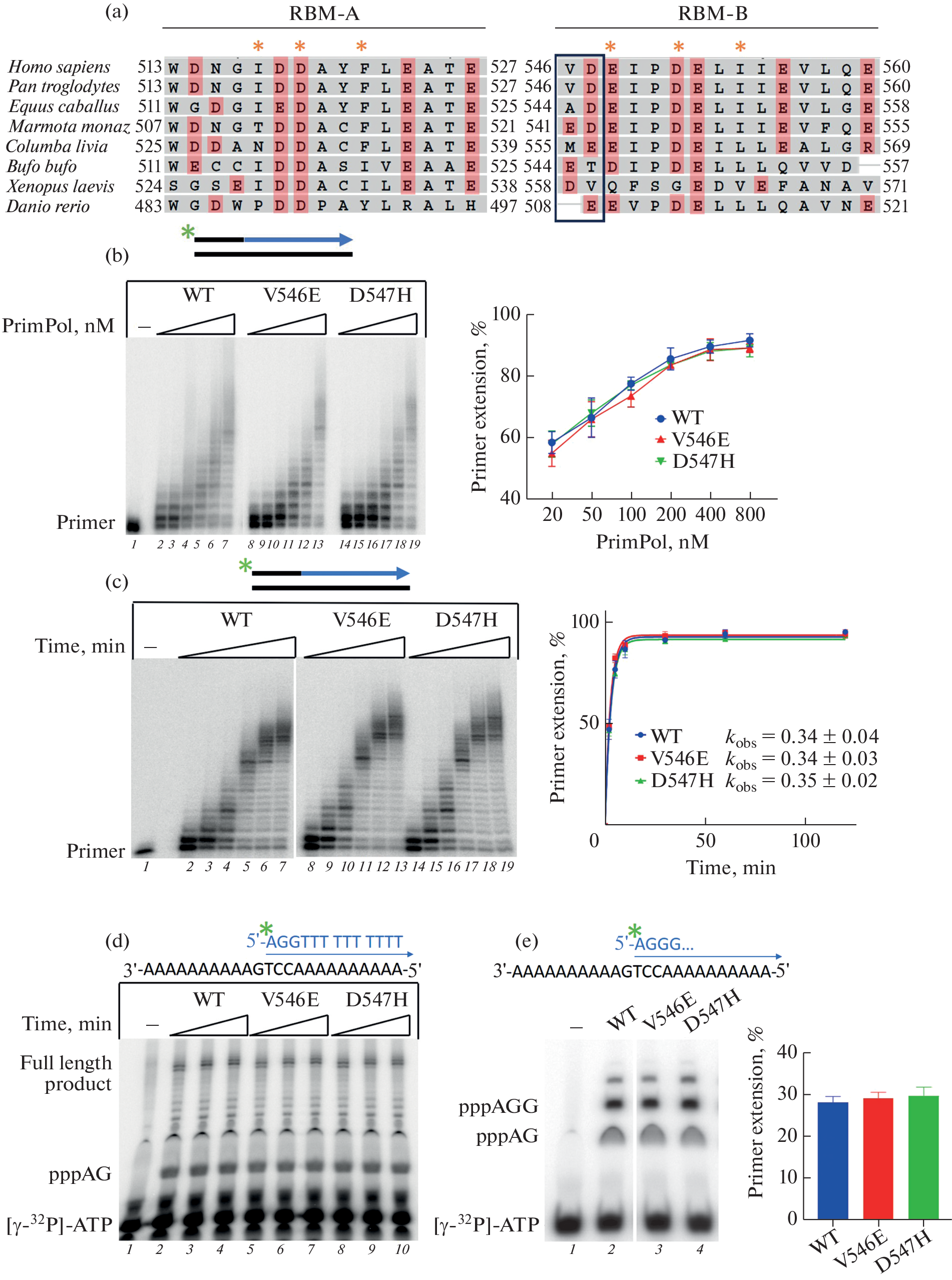 Point Mutations V546E and D547H of the RBM-B Motif Do Not Affect the Binding of PrimPol to RPA and DNA