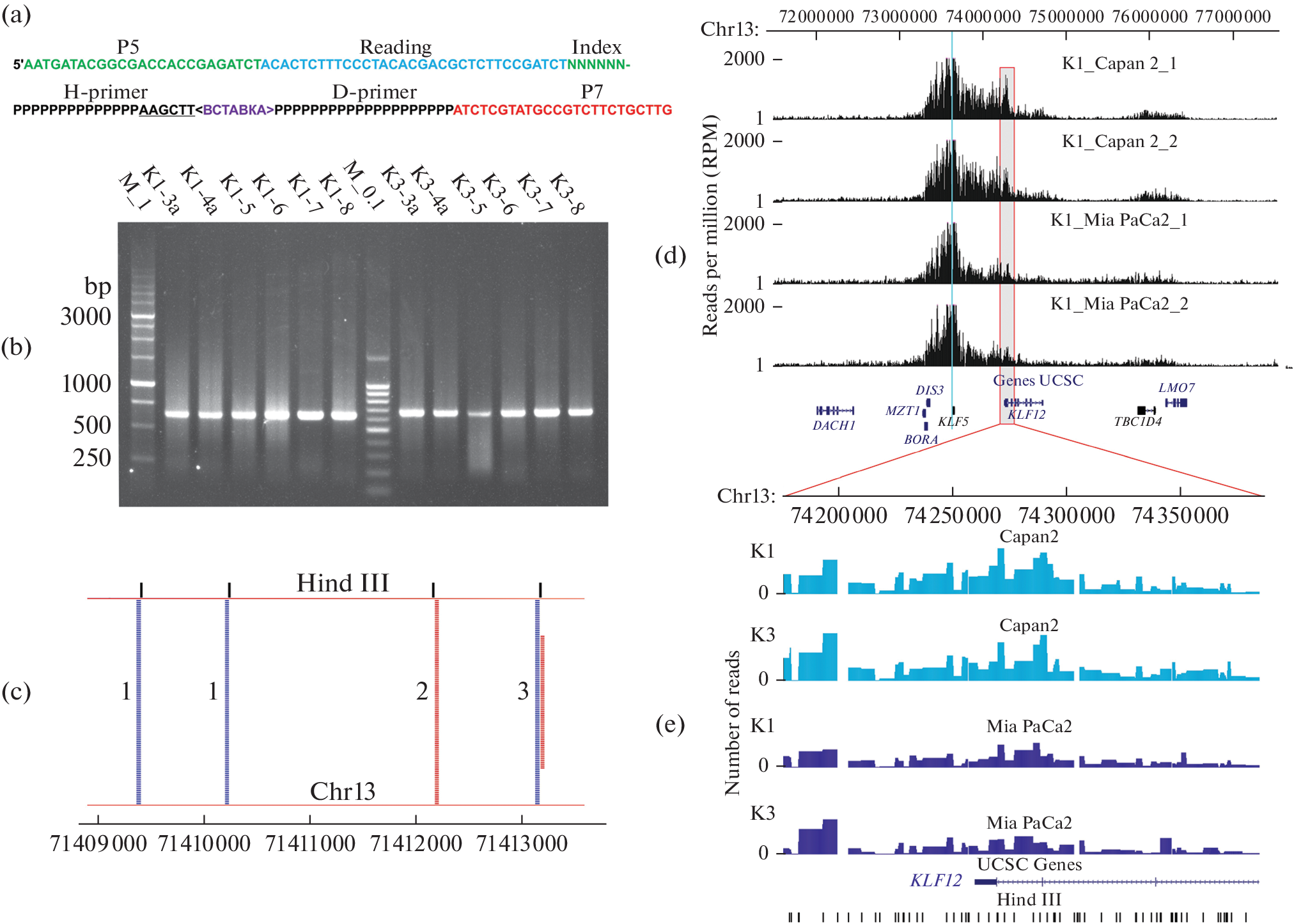 Spatial Organization of Chromatin of the KLF5 Gene Promoter Region in Pancreatic Ductal Adenocarcinoma Cells