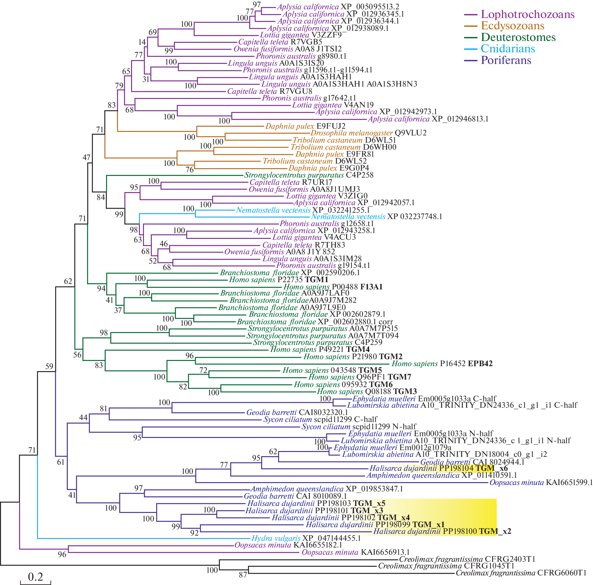 Structure and Function of the Transglutaminase Cluster in the Basal Metazoan Halisarca dujardinii (Sponge)