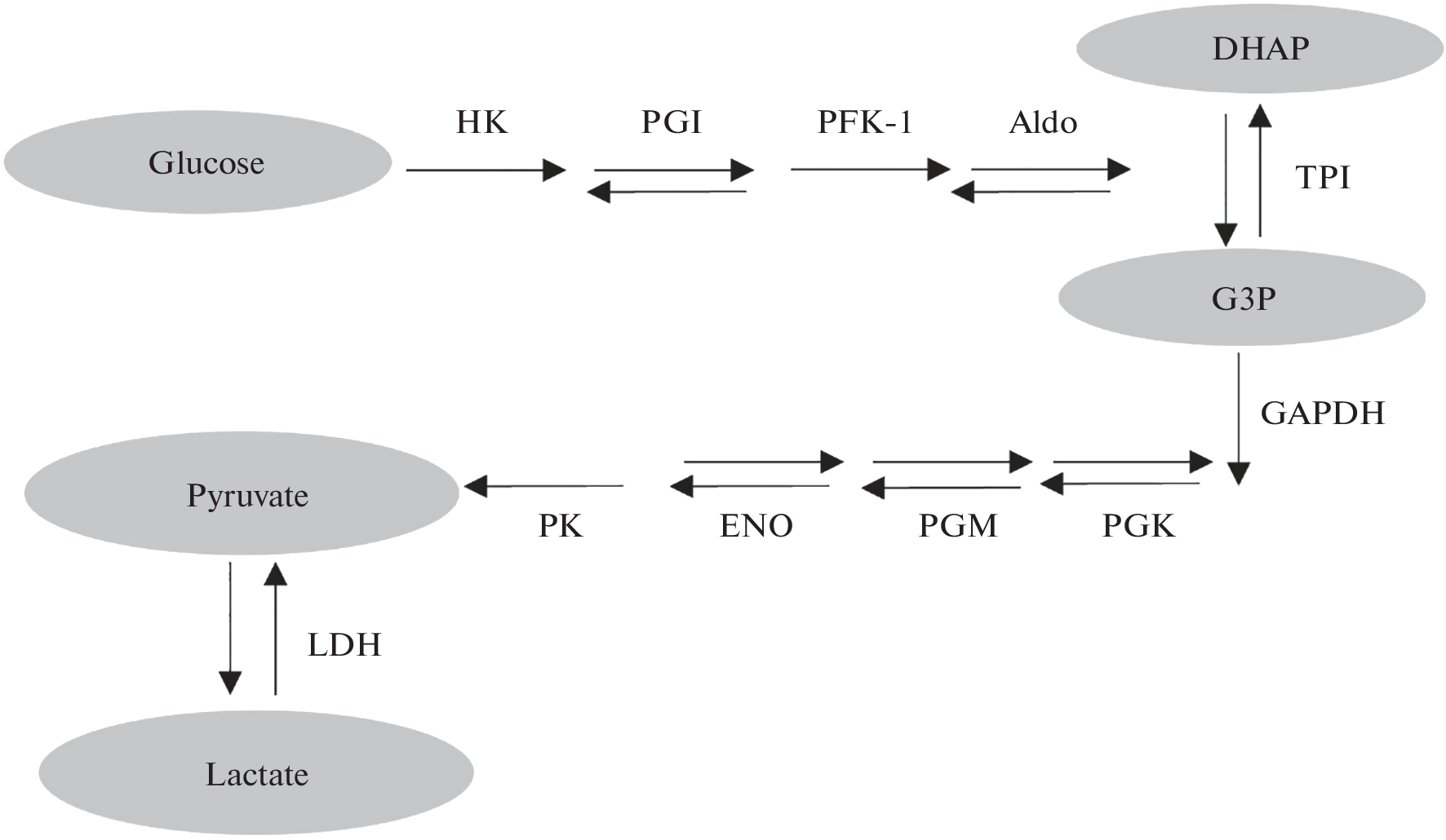 Triosephosphate Isomerase Inhibition by Resveratrol: A New Mechanism of Anti-Glycolysis in Breast Cancer