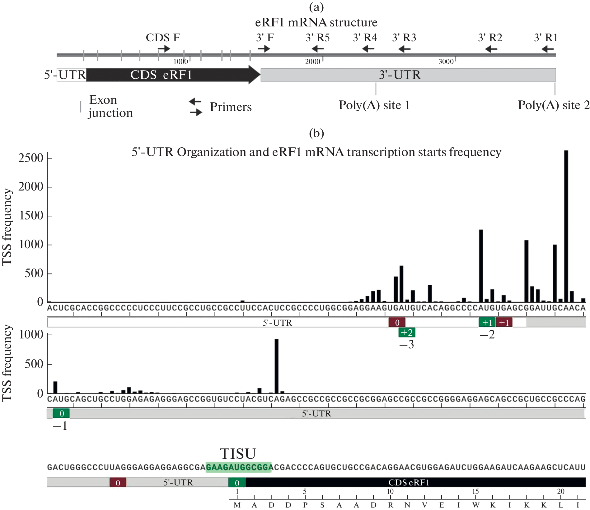 Human eRF1 Translation Regulation