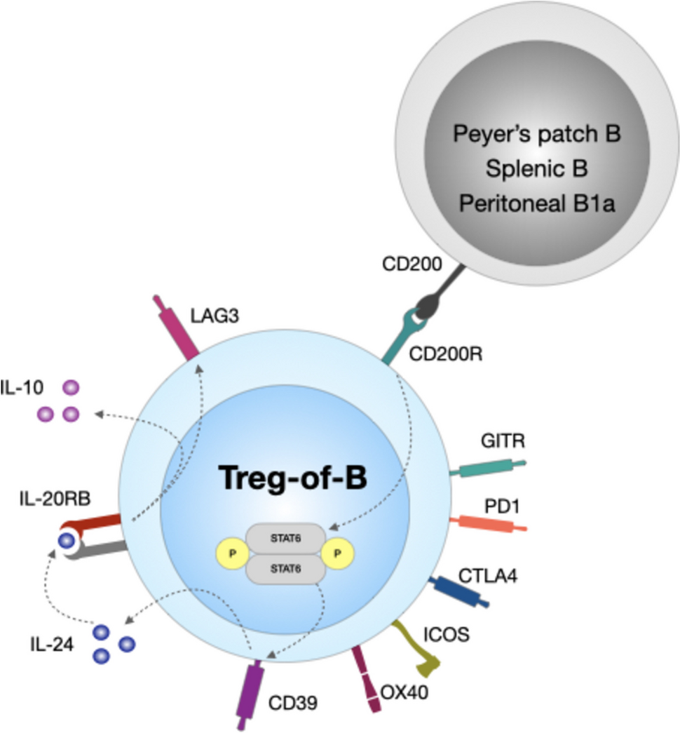 A Novel Subset of Regulatory T Cells Induced by B Cells Alleviate the Severity of Immunological Diseases