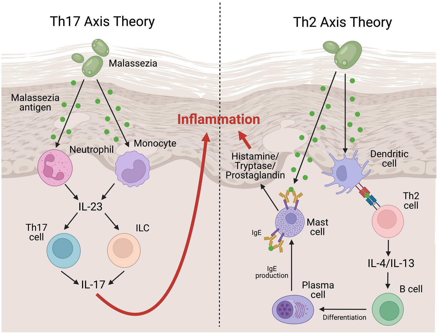 Fungal Head and Neck Dermatitis: Current Understanding and Management